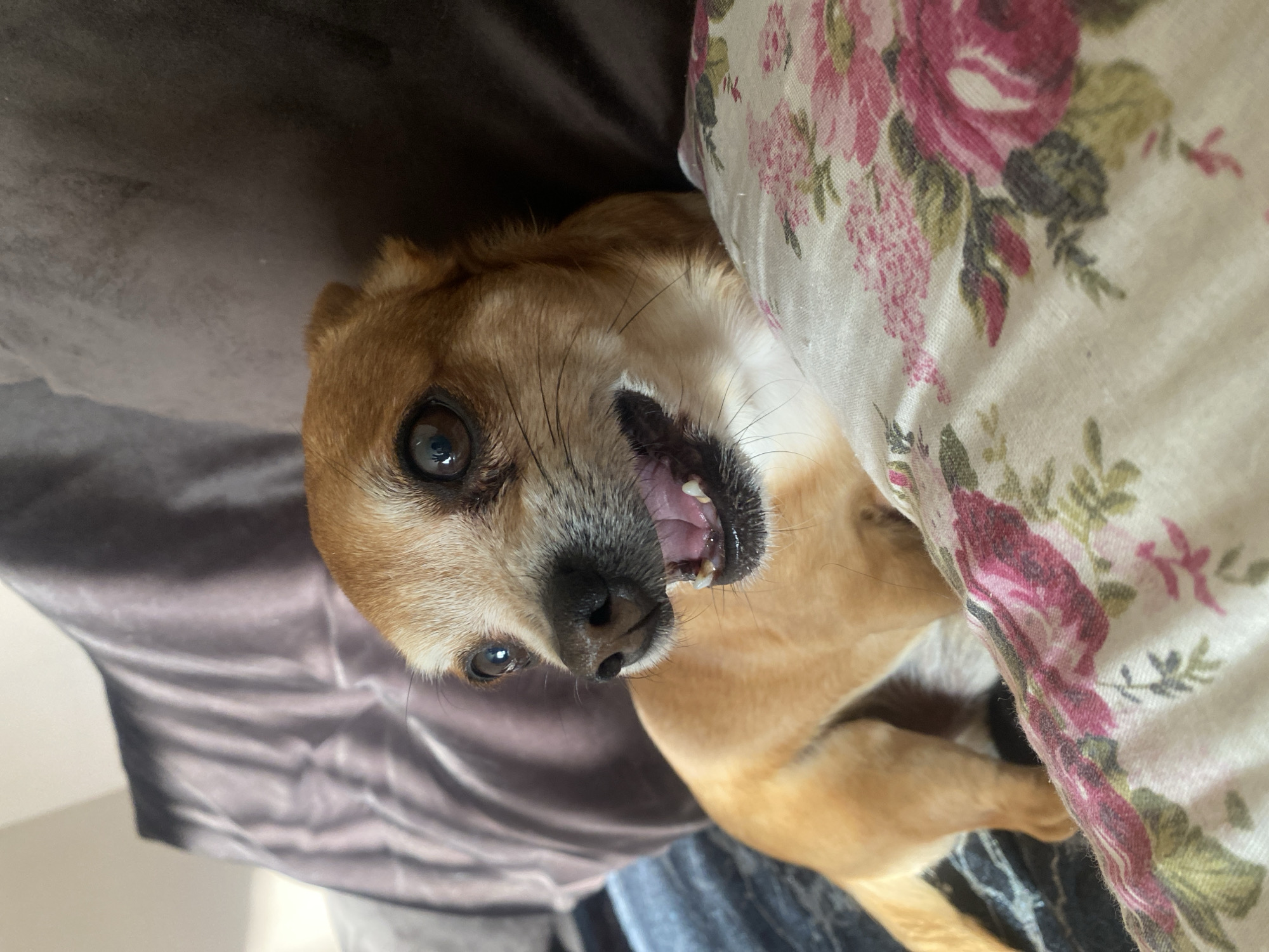 A close-up, slightly rotated image shows a tan-colored dog lying on what appears to be a bed. The dog's head is facing the camera, with its mouth open and some teeth visible. The dog has dark eyes and a black nose. The bedding includes a floral-patterned pillow with pink and green flowers, and a gray or purple-colored sheet. The location of the image in Varna, Bulgaria is not evident from the image itself.