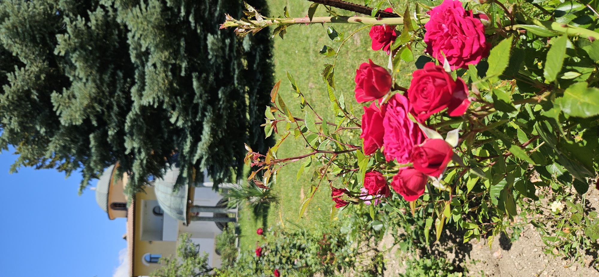 The image depicts a sunny outdoor scene with a focus on a cluster of vibrant red roses in the foreground. Behind the roses, a manicured lawn is visible, leading to a building with a yellow facade and domed roofs, reminiscent of a church or monastery. A large evergreen tree with dense foliage stands to the right of the building. The sky is a clear, bright blue. The overall impression is one of a serene garden setting, potentially part of a religious or historical site. This location is identified as being in Ovchartsi, Bulgaria.