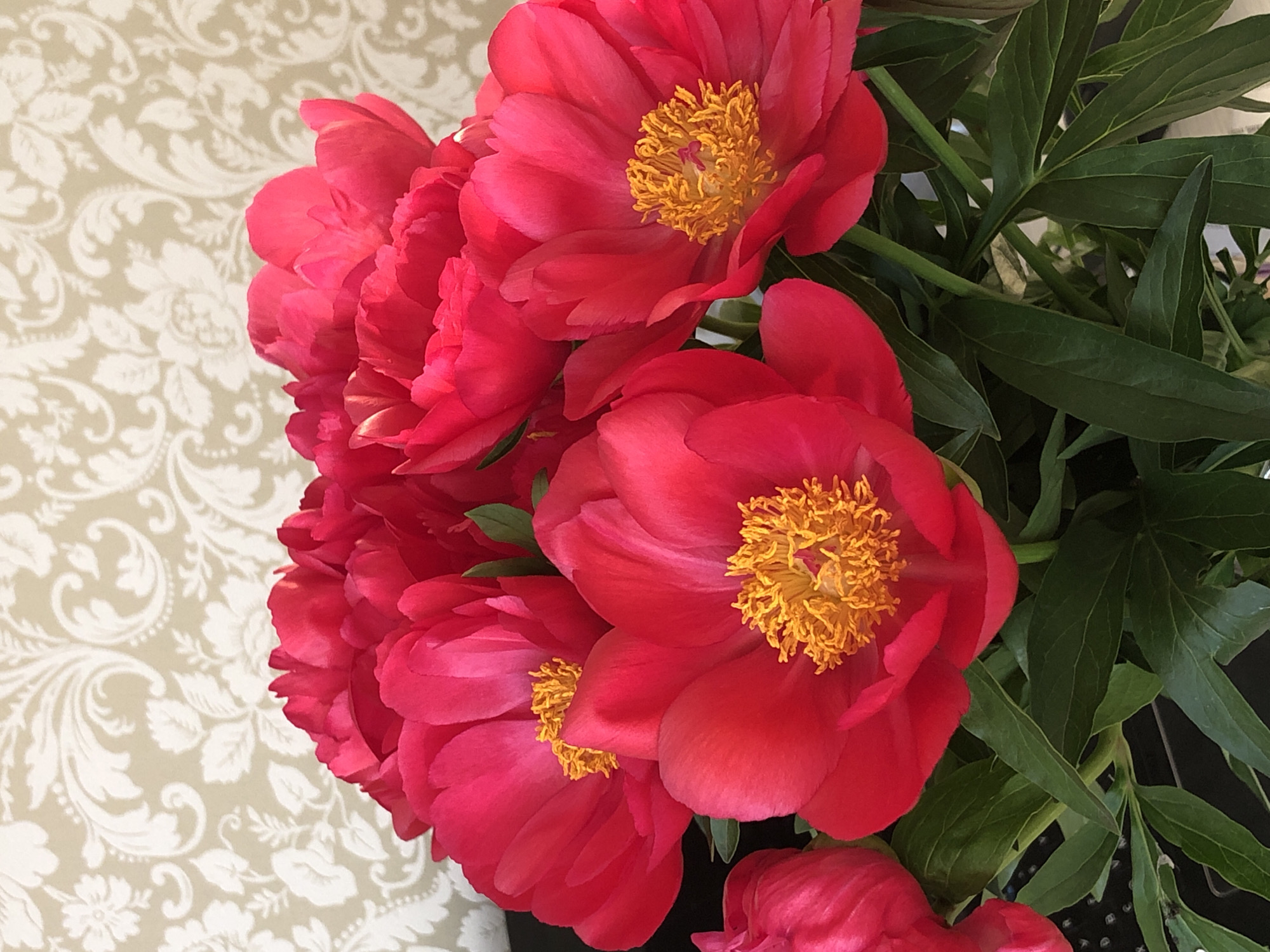 A close-up, eye-level, vertical shot captures a bouquet of vibrant red peonies against a cream-colored damask-patterned wallpaper. The flowers are in various stages of bloom, with some fully open revealing their golden-yellow stamens and others still partially closed. Deep green leaves and stems are visible, grounding the arrangement. The background wallpaper features an ornate, repeating floral and scroll motif. The lighting is soft, highlighting the texture and saturation of the petals. The image was taken indoors, likely in a residential setting, and there is no indication of its specific location within Noviy, Russia.