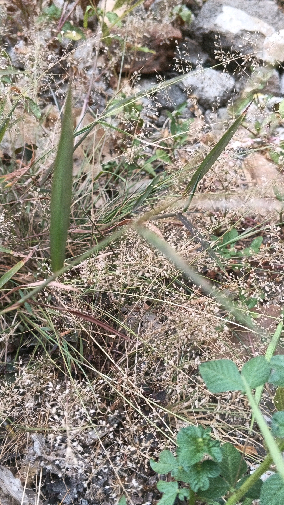 A close-up, eye-level shot captures a patch of dry, tan-colored grass with scattered, small white flower florets, some interspersed with green grass blades and stems. In the lower right corner, a cluster of vibrant green leaves from a different plant is visible. The background consists of blurred rocks and earth. The scene is set in a natural outdoor environment, likely in Karangjati, Indonesia, where the flora indicates a potentially dry season or a natural, unmanicured area. There are no people or animals present in the image.