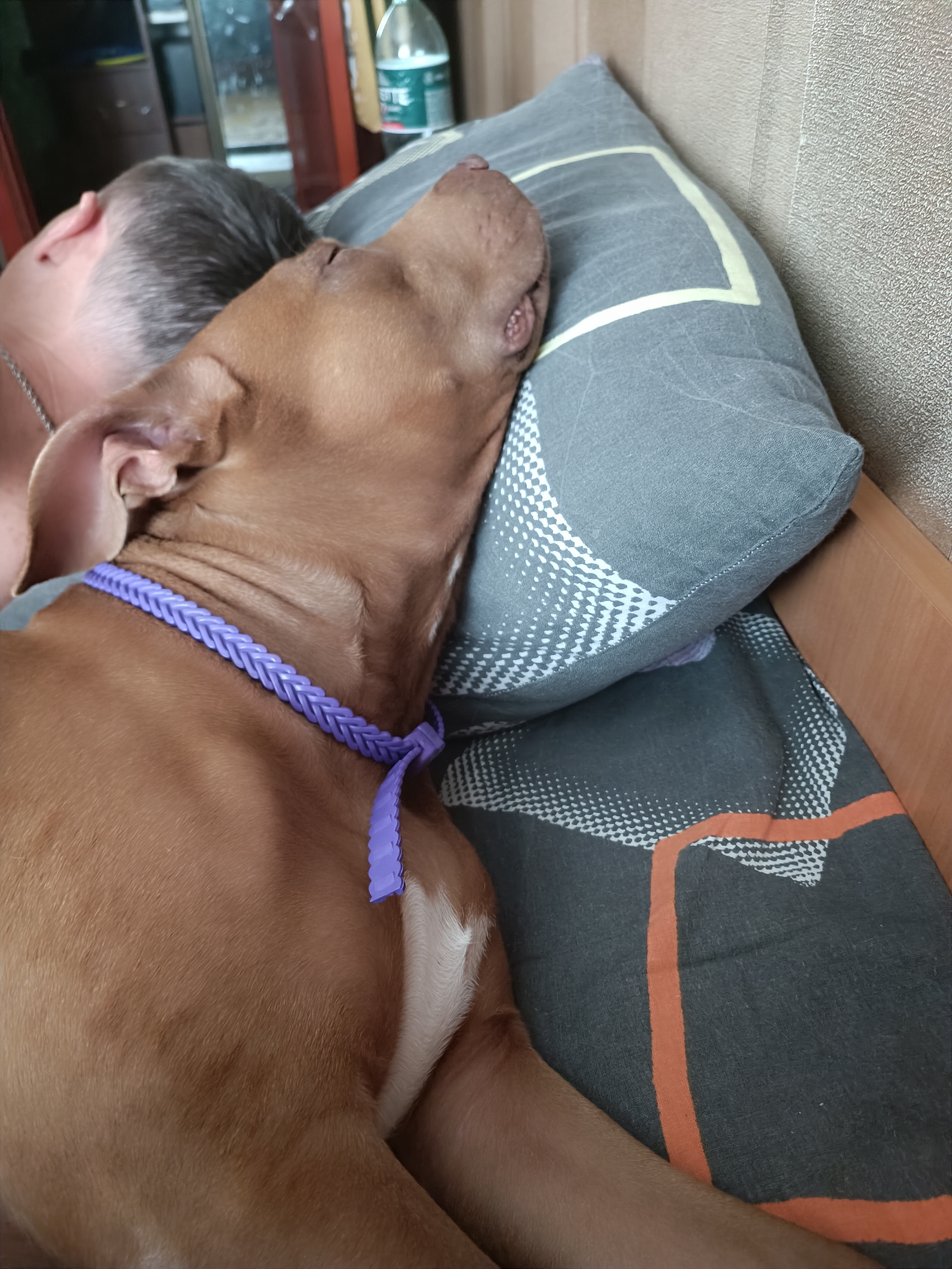 A brown dog with a purple braided collar is sleeping on a pillow next to a person who is also sleeping. The dog's head is resting on the pillow, and its eyes are closed. The person's head is also on the pillow, and their eyes are closed. The background is a wall with a textured wallpaper. The scene appears to be in a bedroom, possibly in a home. The location is Unknown, Unknown.