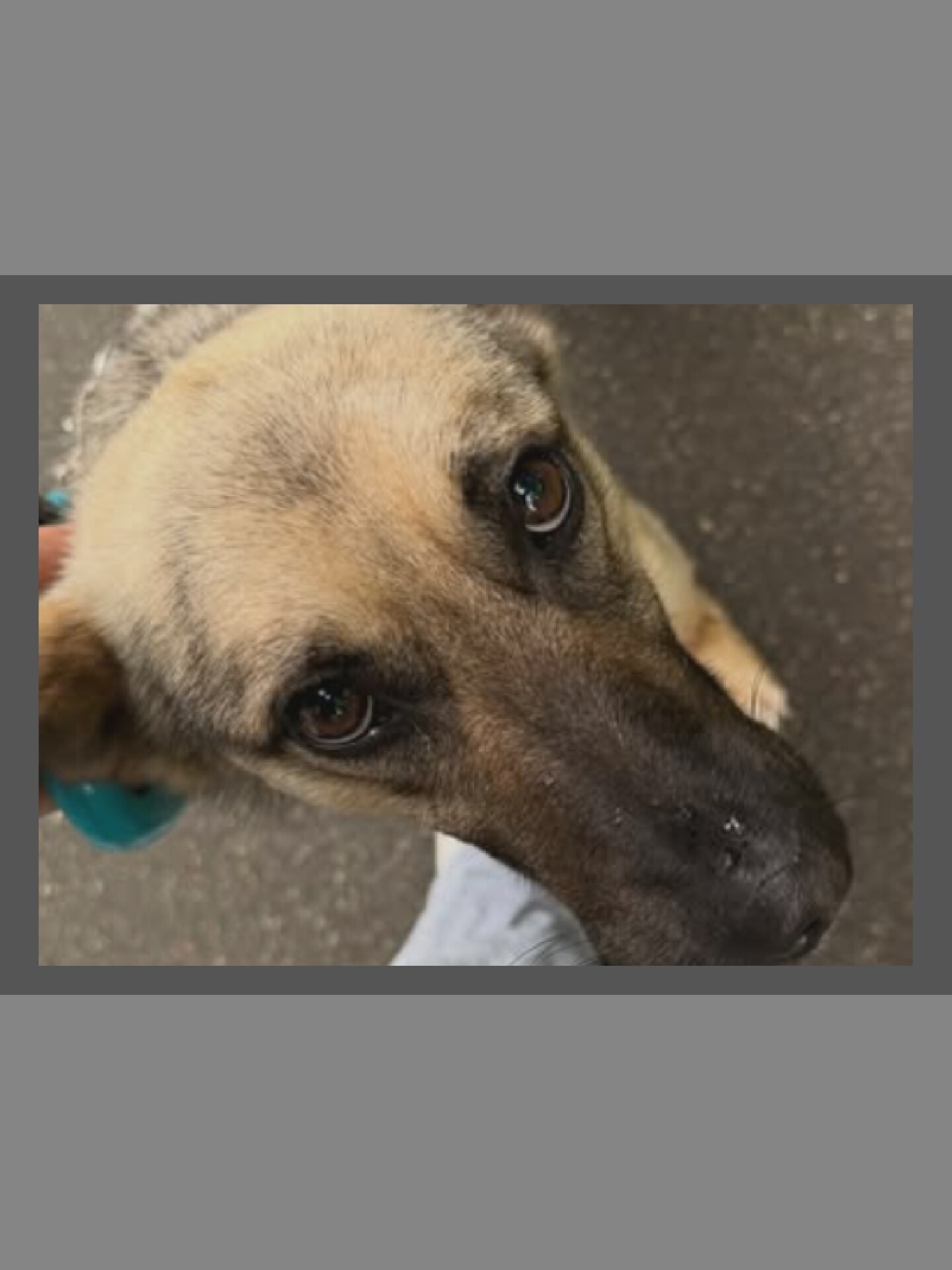 A close-up, overhead shot shows a tan and brown dog looking directly at the camera. The dog's head is angled slightly down and to the right. Its eyes are wide and dark, and its nose is dark and appears to have a few white specks on it. A teal-colored object, possibly a toy, is visible near the dog's chin on the left side of the frame. The dog is wearing a harness, and part of a person's light-colored clothing is visible in the bottom of the frame. The background is out of focus, appearing to be a textured gray surface, possibly pavement or a wall.
