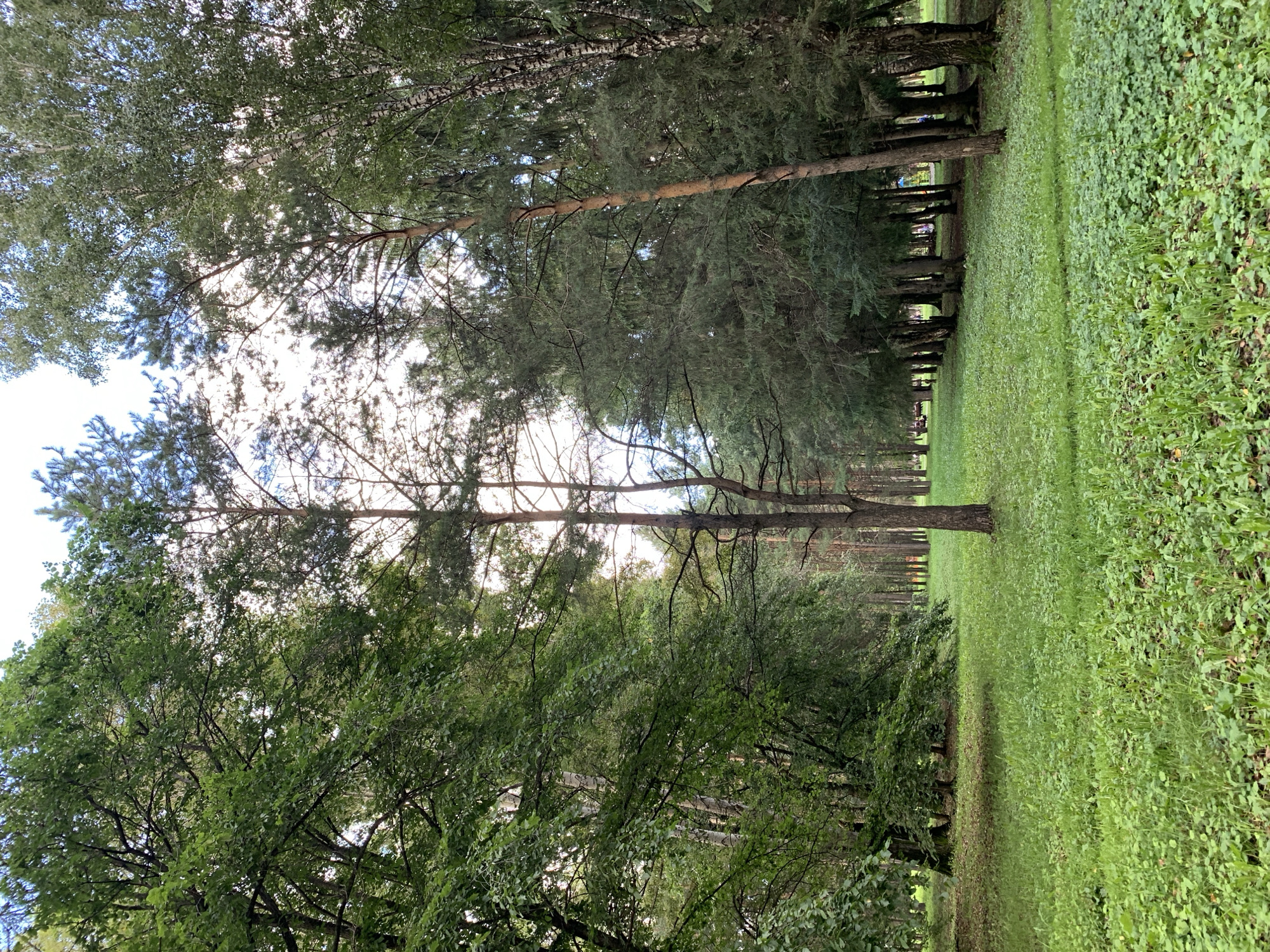 The image depicts a park area in Prokopyevsk, Russia. The scene is dominated by lush green grass and a variety of trees, creating a natural, woodland environment. In the foreground, a dense carpet of grass and smaller plants covers the ground. A tall, slender pine tree stands prominently in the center of the frame, with its branches reaching upwards. To the left, a cluster of broad-leaved trees creates a dense green canopy. To the right, a line of coniferous trees with dark green foliage forms a natural boundary. In the background, more trees are visible, with hints of distant activity such as people and possibly park benches or structures. The lighting suggests it is daytime, with sunlight filtering through the leaves. The overall impression is one of a tranquil, well-maintained park space within the city.