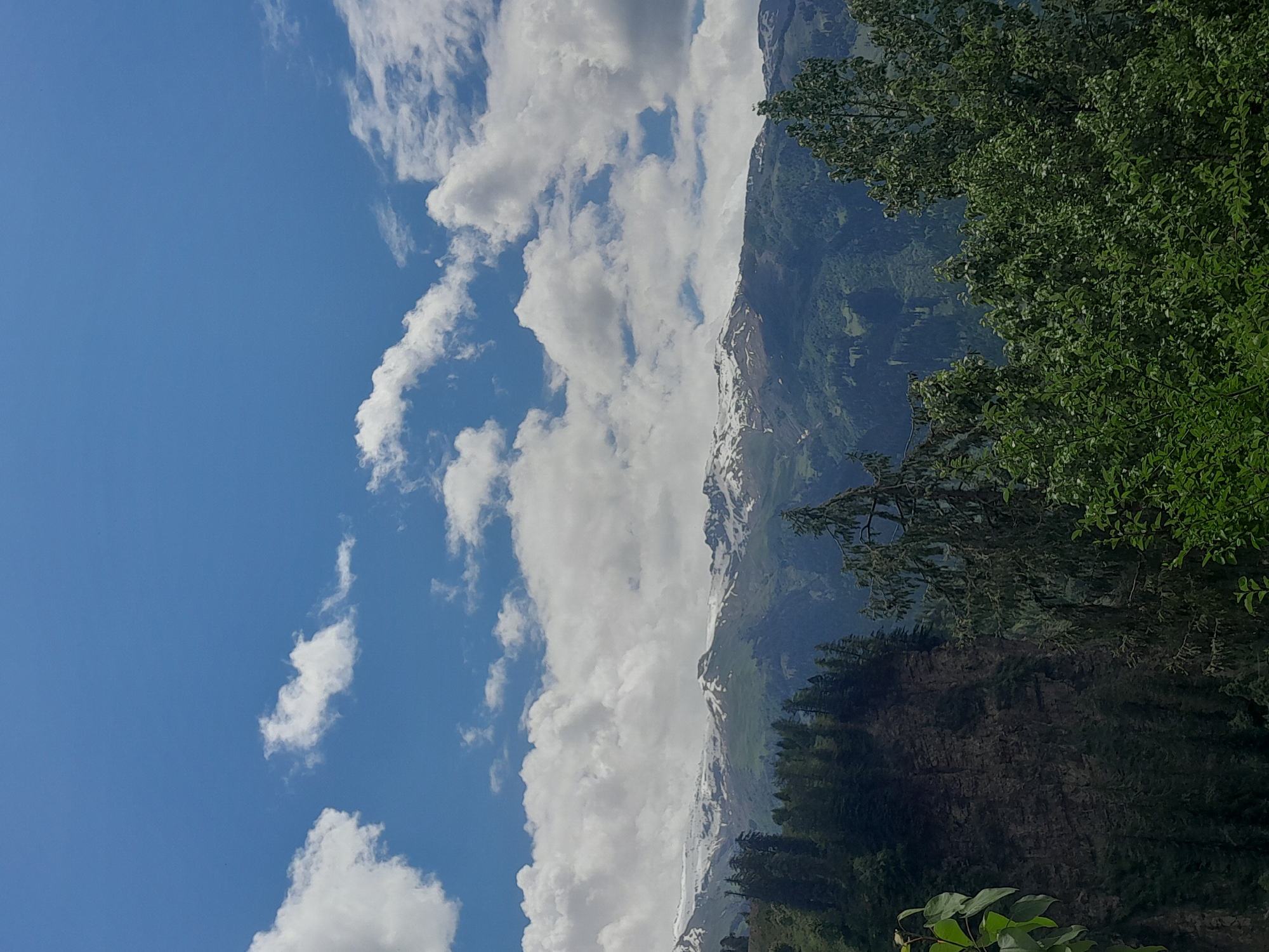 An eye-level, medium shot captures a panoramic view of a mountain range under a blue sky dotted with white clouds. In the foreground, lush green trees fill the lower portion of the frame, with darker, more dense foliage on the left and lighter, more spread-out trees on the right. A sheer, dark cliff face is visible on the left, partially obscured by trees. Beyond the trees, the middle ground consists of rolling green hills, leading up to the imposing mountain range. The mountains themselves are rugged, with patches of snow visible on their peaks. The sky is a vibrant blue, with fluffy white clouds scattered across it. The lighting suggests it is daytime, with the sun casting a natural light on the landscape. There are no people or man-made structures visible in the image.