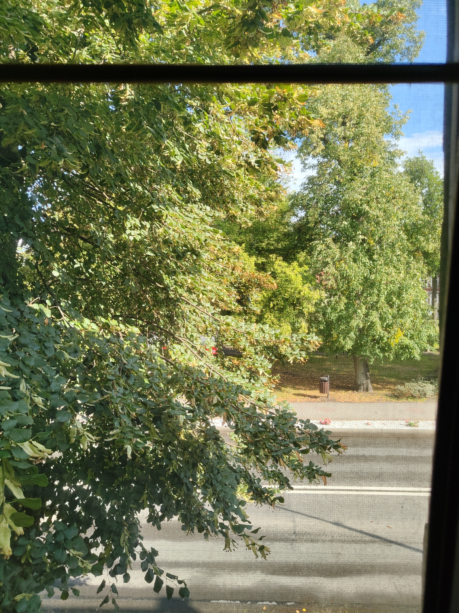 The image depicts a view through a window of trees with green and yellowing leaves, suggesting autumn is approaching. In the background, a paved area, a trash can, and a street with double white lines are visible. The scene appears to be a residential or park area in Dobiegniew, Poland. The lighting suggests it is daytime.