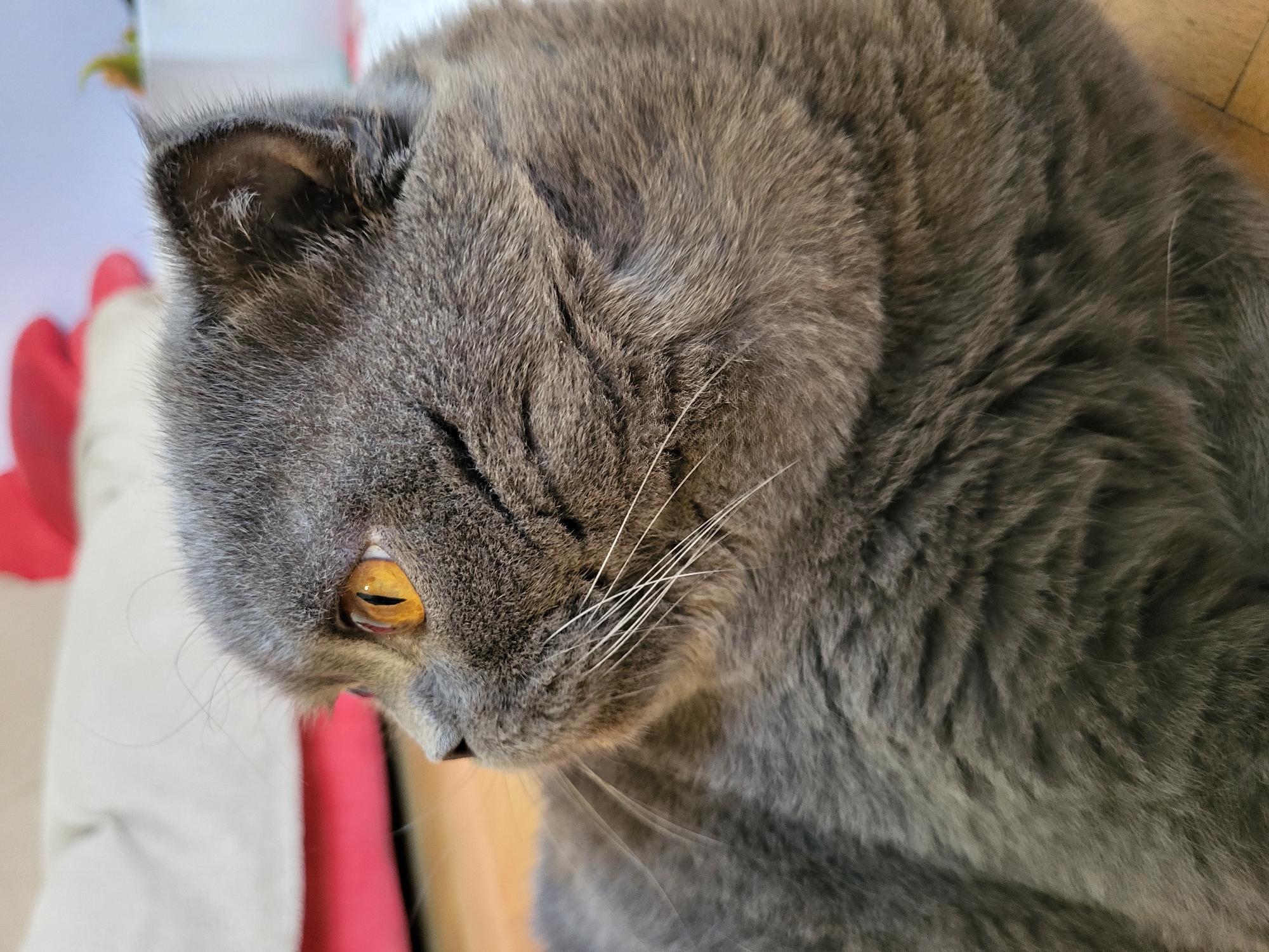 A close-up photograph depicts a gray cat, likely a British Shorthair, with dense fur, amber-colored eyes, and white whiskers. The cat is positioned at an angle, with its head and upper body filling the frame. The background is slightly blurred, revealing elements of a red and white object, possibly a pillow or cushion. The location is Unknown, Unknown.