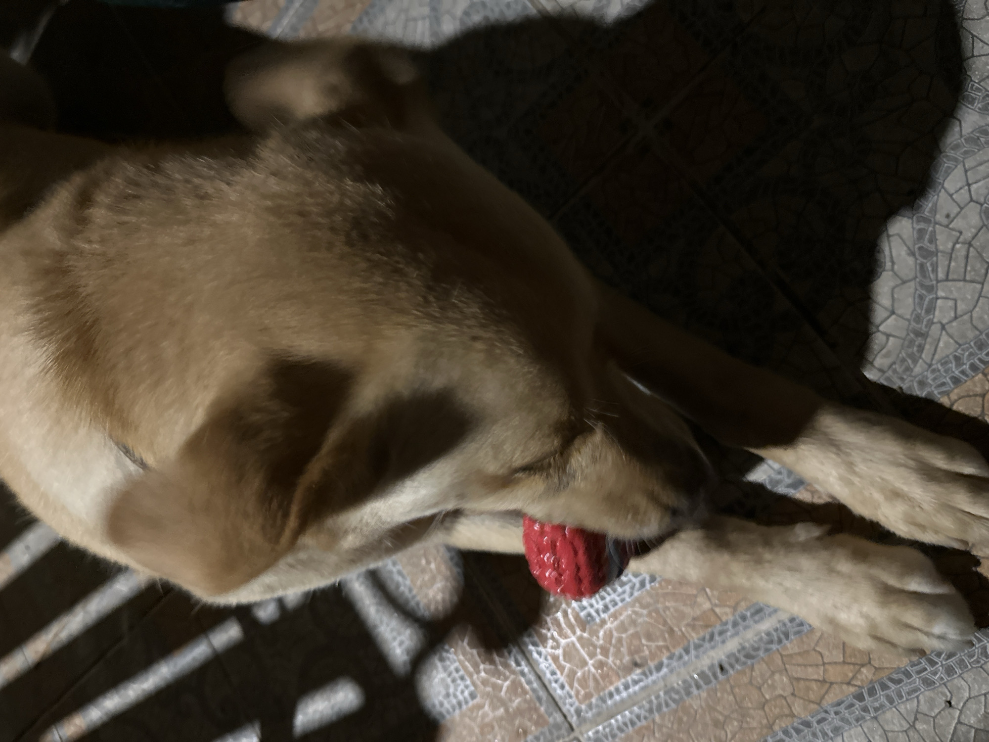 An overhead shot captures a golden retriever in an indoor setting, likely a home. The dog is lying down, with its head tilted downwards as it interacts with a bright red, textured ball. The flooring appears to be tiled, with a pattern of beige and brown squares. Sunlight streams in from the left, casting striped shadows across the floor and the dog's fur, suggesting a window or blinds are the source of light. The background is dark, with a hint of a wooden structure on the left, possibly a fence or furniture. The overall lighting is dim, with strong contrasts created by the shadows. The image does not provide any specific details that would allow for identification of the city of Sochi, Russia.