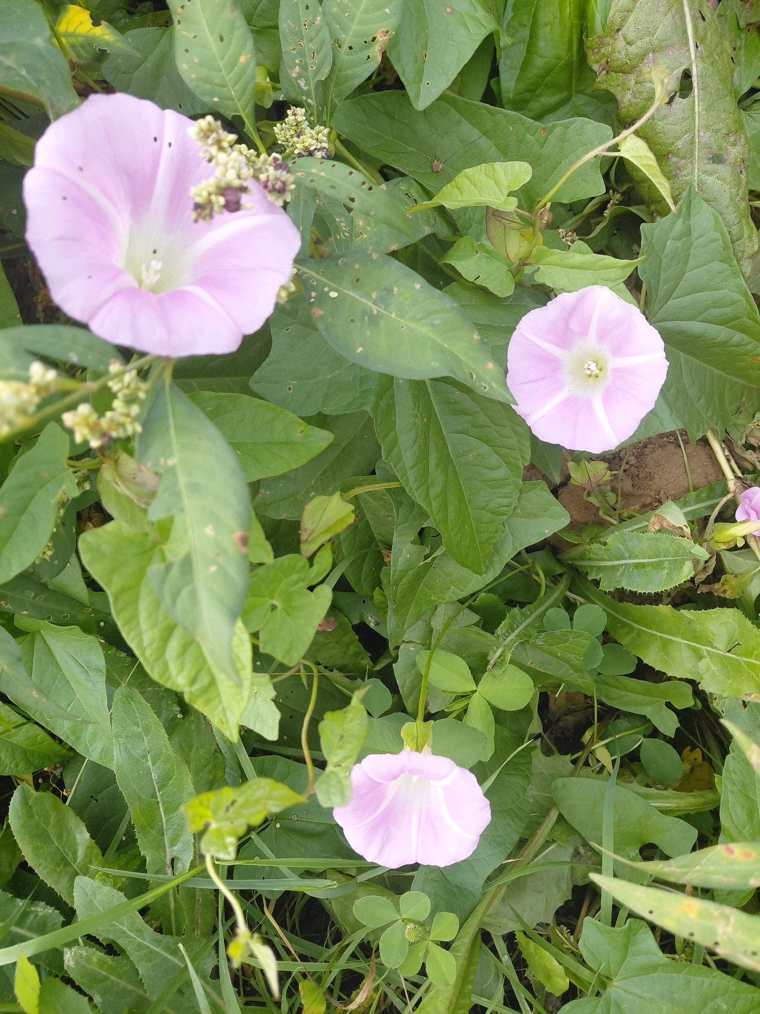 In Malinovka, Russia, a cluster of pink morning glory flowers blooms amidst lush green foliage. The flowers, with their trumpet-shaped petals and white stripes, are the focal point of the image. Surrounding them, broad, heart-shaped leaves and slender vines create a dense, natural tapestry. Small clusters of undeveloped flower buds are visible, hinting at continued blooming. The overall impression is one of vibrant, unchecked growth in a natural setting.