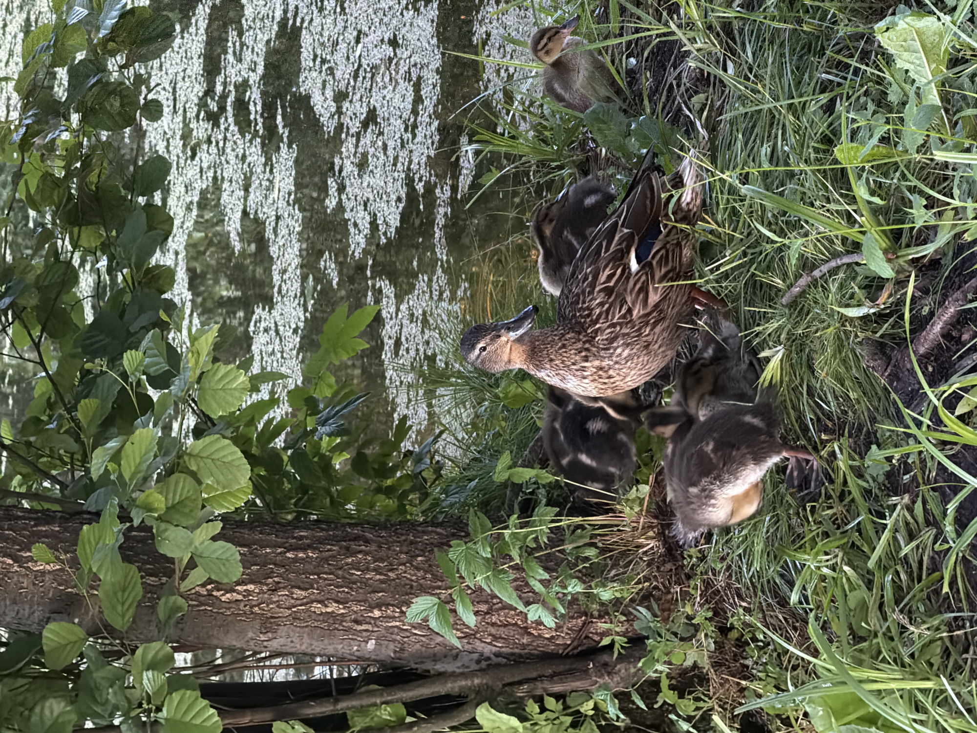 In a riparian zone adjacent to a body of water covered with white aquatic plants, a female mallard duck is nestled amongst a group of ducklings. The mother duck, exhibiting mottled brown and tan plumage with distinctive blue wing patches, is positioned in the foreground, facing left. Surrounding her are at least four ducklings, most of which are fluffy and dark brown, with one visible duckling in the middle ground that is lighter brown with darker markings. The environment includes a mature tree with rough bark on the left side of the frame, surrounded by dense green grass and various small plants. The water, reflecting the surrounding foliage, occupies the upper right portion of the image. The scene appears to be a natural habitat within the city of Kurilovo, SNT, Russia.