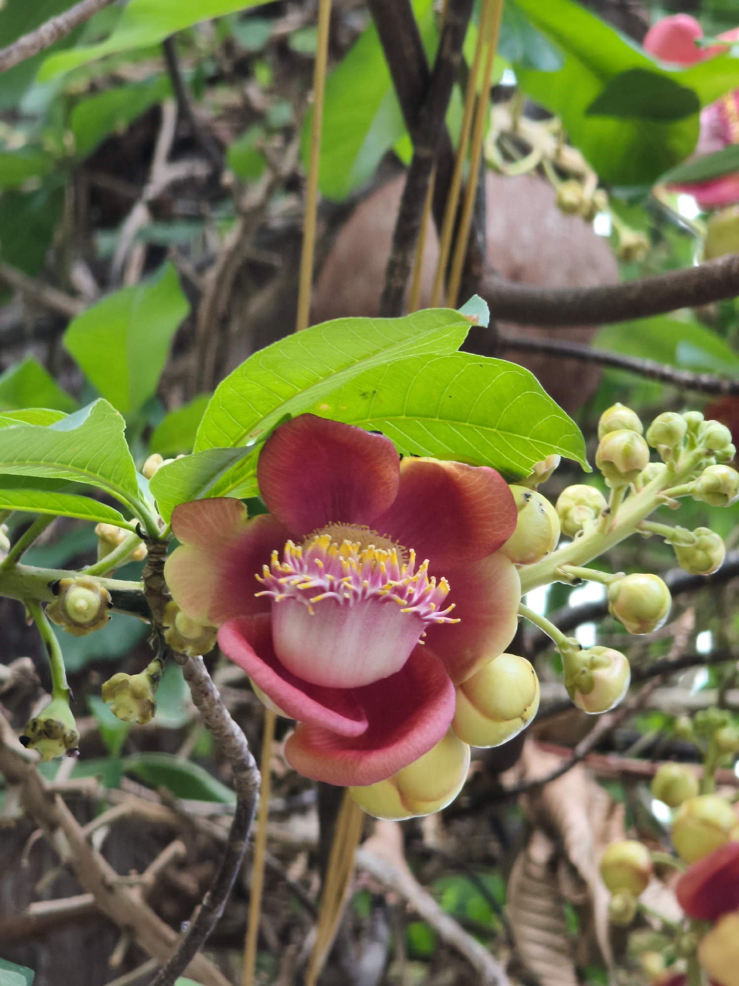 A close-up shot of a cannonball tree flower (Couroupita guianensis) in bloom, with its prominent pink and maroon petals and yellow stamens, is positioned in the center of the frame. The flower is surrounded by green leaves and numerous unopened buds of the same plant. The background consists of branches, leaves, and a hint of a large, round, brown object, possibly a cannonball fruit, also from the tree. This scene is likely located in a garden or park within the city of Cam Ranh, Vietnam, given the tropical climate suggested by the foliage and the specific mention of the cannonball tree. There are no people visible in the image, and the focus is solely on the botanical subject.