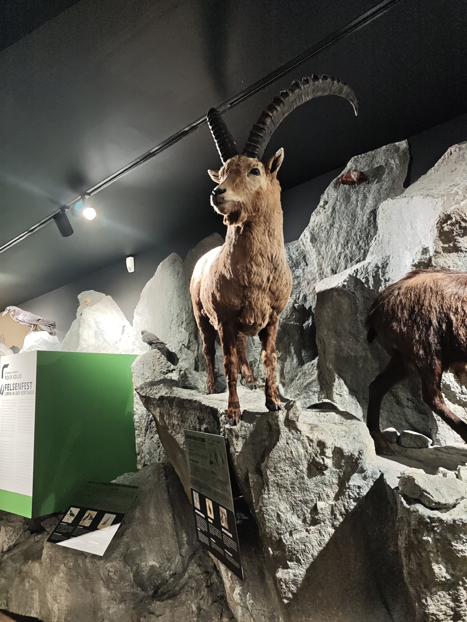 In the Hall of Mirrors at the National Park Hohe Tauern in Mittersill, Austria, a taxidermied Alpine ibex stands on a rocky outcrop. The ibex, with its distinctive curved horns, is positioned in the center of the frame, looking towards the left. Behind the ibex, a dark, textured ceiling is visible, with track lighting illuminating the scene. To the left of the ibex, a green information panel with text and images is displayed. Further to the left, another taxidermied bird is perched on a rock. To the right of the ibex, another taxidermied ibex, mostly obscured, is visible. The rocky environment is simulated with grey, textured rocks and boulders. Several information panels are placed on the rocks, providing context about the exhibit. The overall impression is that of a natural history museum exhibit, showcasing alpine wildlife in a realistic setting.