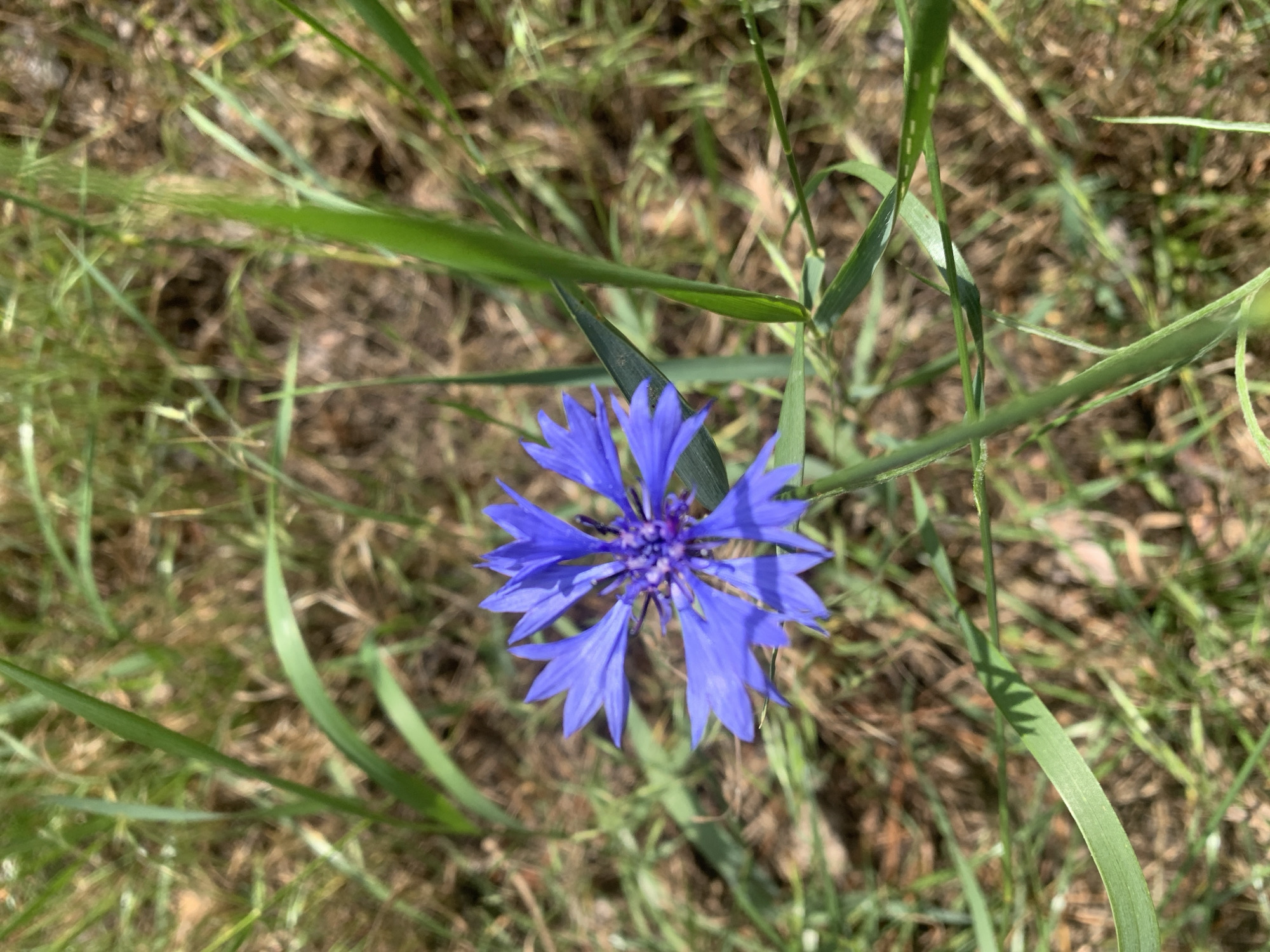 This media file is a close-up, eye-level photograph of a single, vibrant blue cornflower in full bloom. The flower is the central subject, positioned slightly off-center in the frame. Its delicate, ray-like petals radiate outwards from a darker, purplish center. The flower is surrounded by a natural setting of dry, straw-colored grass and green blades of grass. Some of the grass blades are in focus, appearing sharp and distinct, while others are blurred, creating a soft bokeh effect. The lighting suggests it is daytime, likely a sunny day, given the bright illumination and defined shadows. The overall impression is one of natural beauty and a peaceful outdoor scene. The specific location cues are minimal, but the mention of Hostomel, Ukraine, places this image in a specific geographical and potentially historical context. There is no text visible in the image.