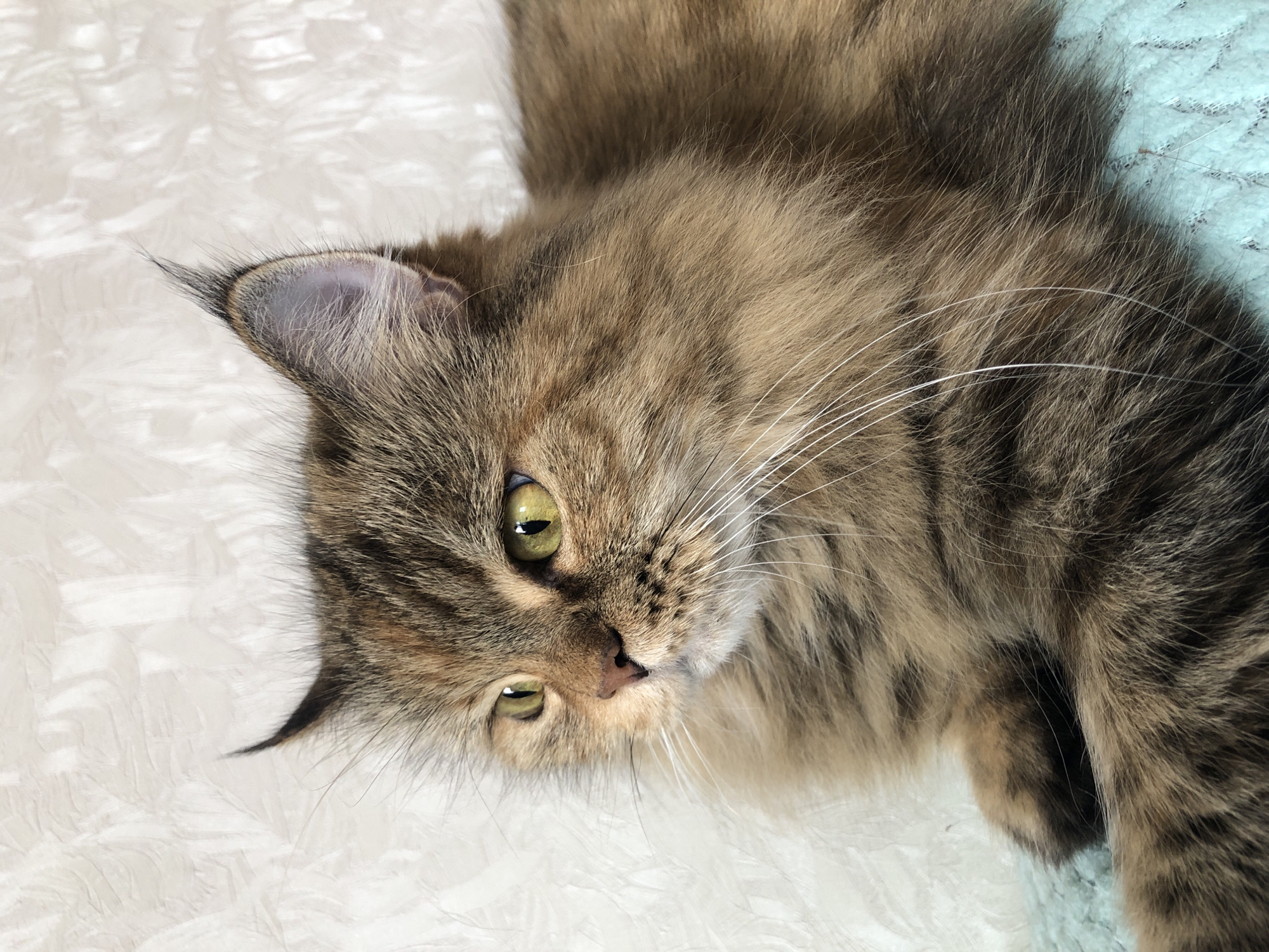 A close-up, medium shot shows a long-haired tabby cat with green eyes, a pink nose, and prominent white whiskers. The cat is lying down, facing left, with its fur appearing slightly ruffled. The background is a textured, light-colored surface, possibly a wall. The cat is resting on a soft, teal-colored fabric. The image is well-lit and the focus is sharp on the cat's face and upper body. The scene appears to be indoors.