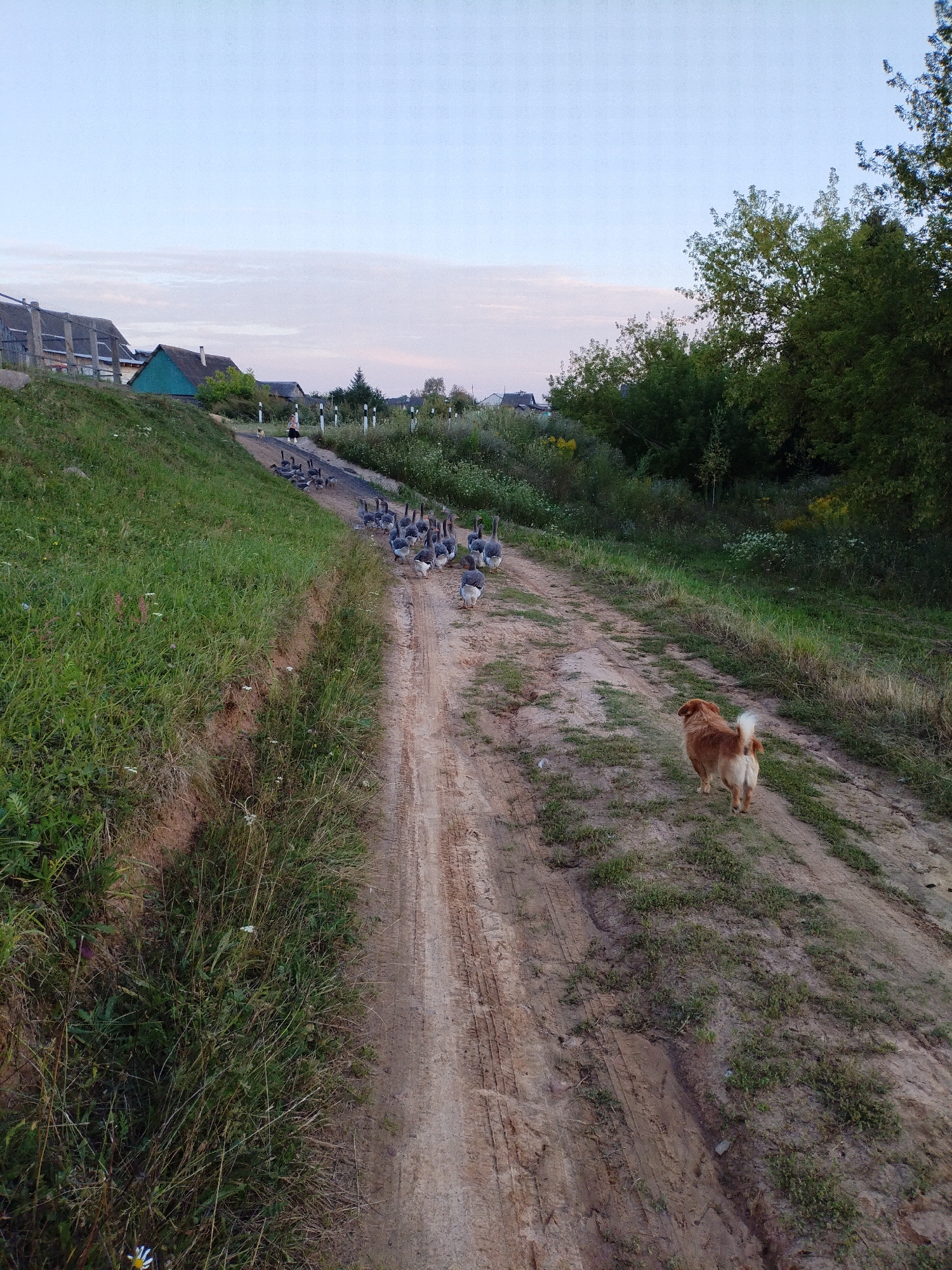 A medium shot captures a dirt road winding through a rural landscape at dusk. On the right side of the road, a small, fluffy, light brown dog with a white-tipped tail walks away from the camera, its hindquarters visible. A flock of geese walks down the road in the distance, their gray and white plumage visible. To the left of the road, a grassy embankment slopes upwards, dotted with wild flowers. Further up the embankment, several houses with dark roofs and one with a teal-colored roof are visible. The sky above is a pale blue with wispy clouds, tinged with the soft colors of twilight. Trees with dense green foliage line the right side of the road, and in the far distance, more houses are scattered among the trees. The scene suggests a quiet evening in a village setting, possibly in Bialynichy, Belarus, given the architectural styles of the houses and the rural environment.