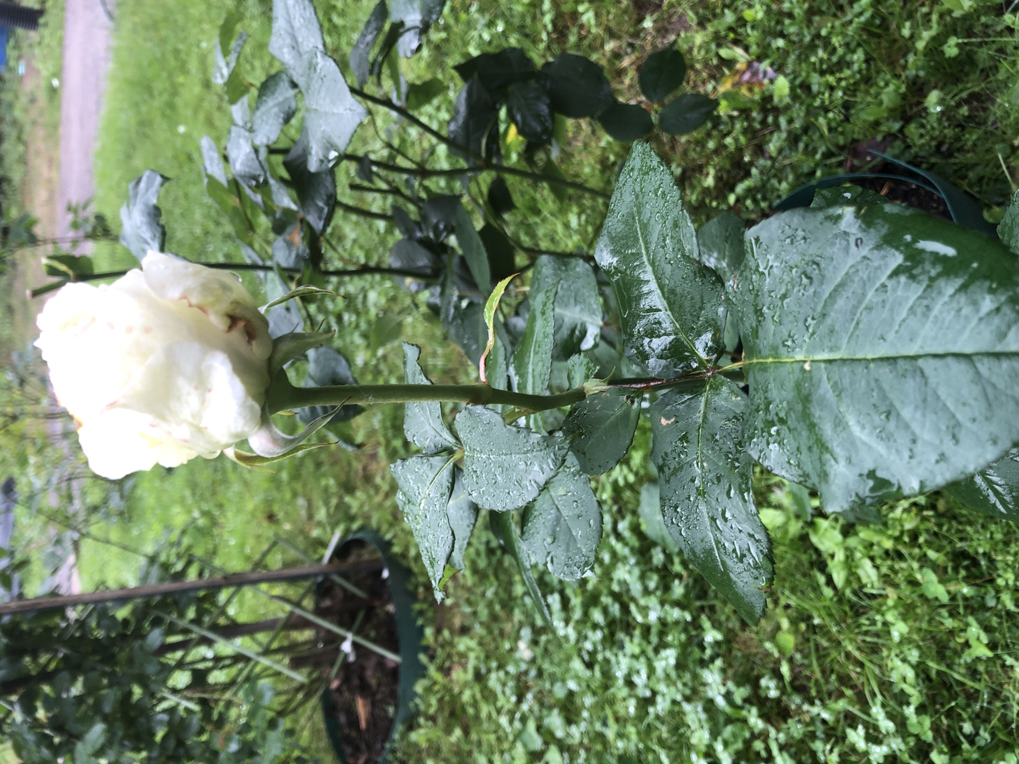 A white rose with hints of pink on its petals is in full bloom. The rose is centered in the frame, with a stem supporting it and extending downwards to a cluster of dark green, wet leaves. The leaves are also covered in water droplets, suggesting recent rain. In the background, a blurred green landscape with more vegetation and a gravel path is visible. The scene is set in a garden. There is no indication of Arfa, Russia, or any specific location.