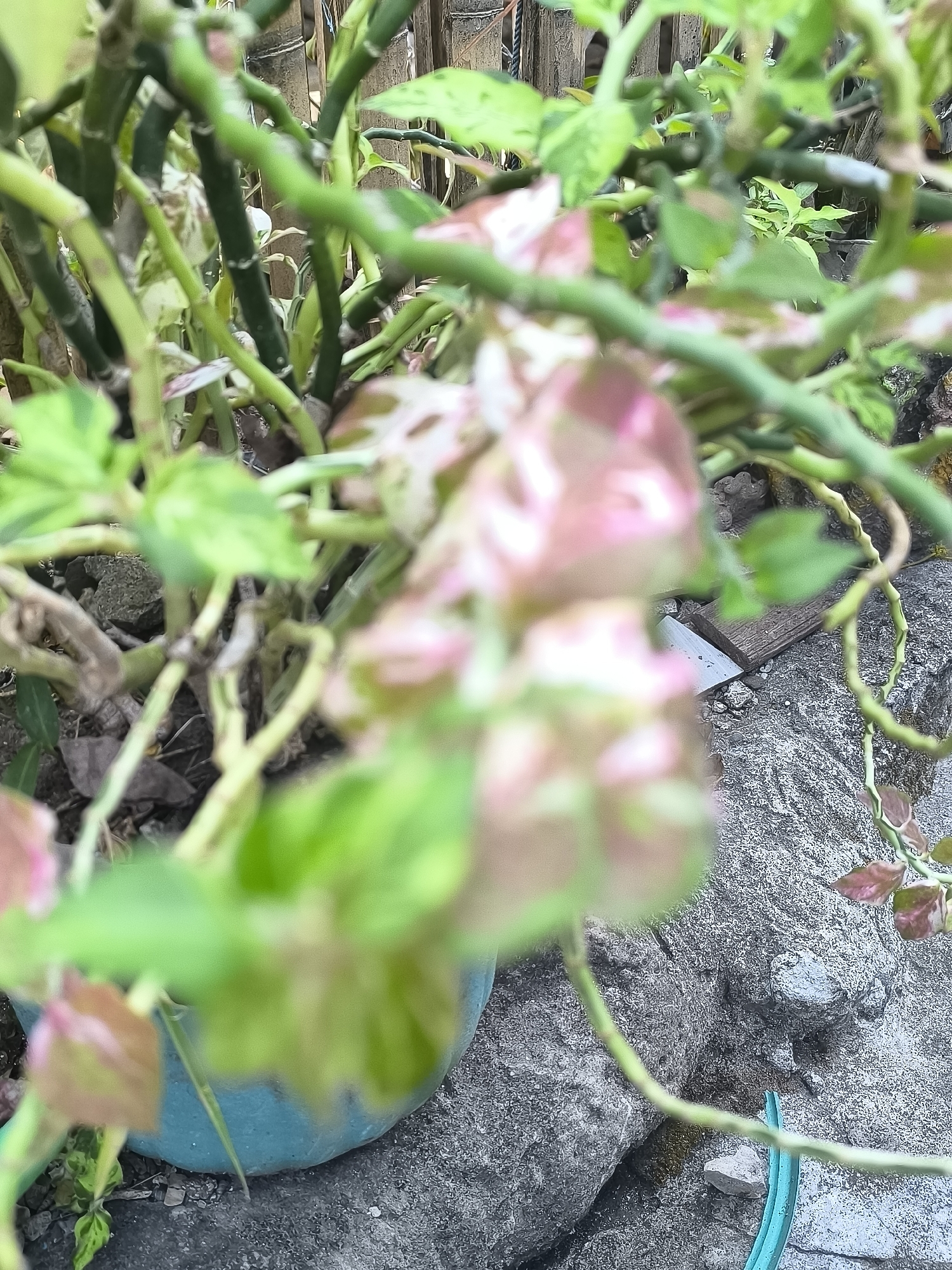 A blurred outdoor scene features a close-up of a plant with green and pinkish leaves, its branches intertwined. The plant is in a teal pot, situated on a surface covered in rough, greyish-textured stones. In the background, a weathered wooden fence is visible. A small piece of wood and a turquoise hose are also present on the stone surface. The lighting suggests an overcast day. The scene is likely located in a residential area in Barru, Indonesia, given the commonality of such plants and garden arrangements in the region.