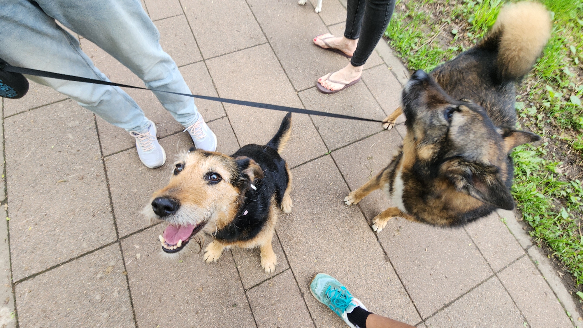 The scene shows a street in what is suggested to be Moscow, Russia, according to the prompt. The foreground features a tan and black terrier-type dog sitting on a patterned concrete pavement, looking up and to the left with its mouth open as if panting or smiling. Next to it on the right is a German Shepherd mix breed dog, looking up and towards the right side of the frame, positioned near a patch of grass. Both dogs are on black leashes. People are present with their feet and lower legs visible. One person is wearing light blue jeans and pink sneakers. Another person is wearing black jeans and dark pink flip-flops. A foot with a blue sneaker is also visible. The pavement is patterned and has a light gray color, bordering a grassy area on the right. The setting suggests a casual, outdoor location, potentially a park or pedestrian area.