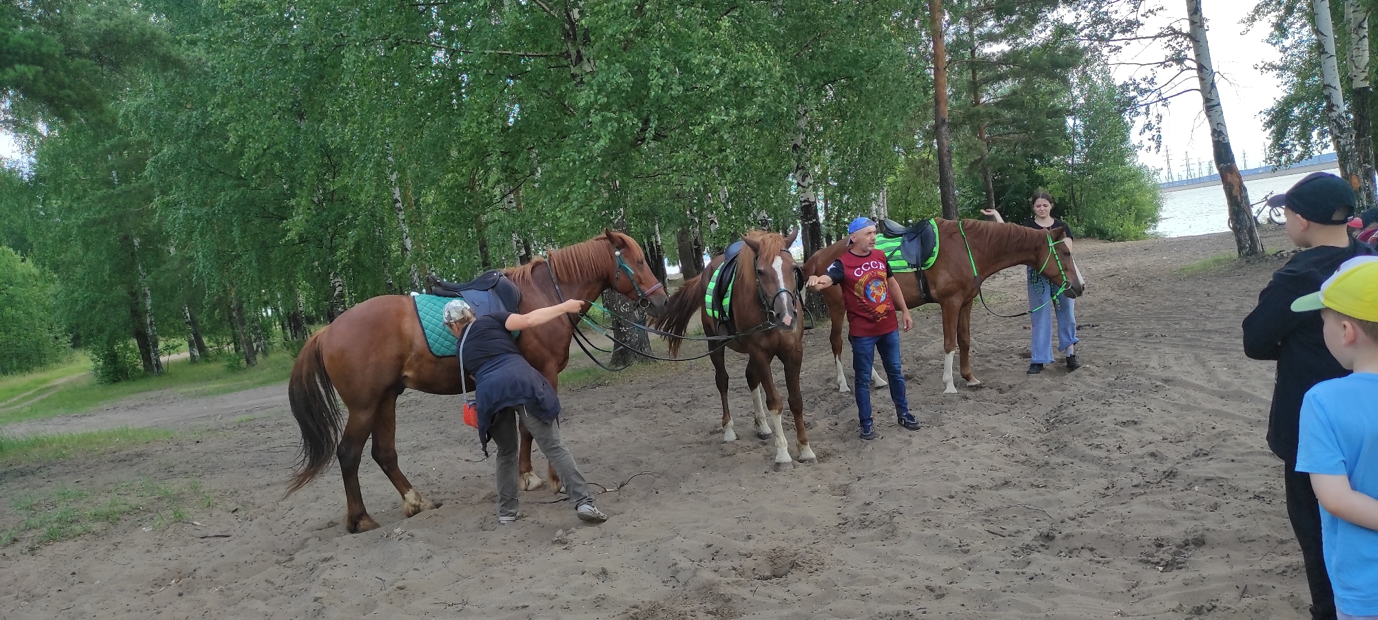 The image depicts a sandy area near a body of water, bordered by a dense forest of deciduous and coniferous trees. In the foreground, three brown horses are present, two of which are equipped with saddles. A woman, wearing a dark top and grey pants, is tending to the reins of one of the horses, which is wearing a turquoise saddle pad. To the right of this horse, another horse, also saddled, stands. A man wearing a red t-shirt with a graphic and blue jeans, and a blue cap, stands between the two horses, gesturing with his left hand. Further to the right, a young woman in blue jeans and a dark top stands near the second saddled horse, holding its reins. In the far right background, two young boys are partially visible, one wearing a black hooded jacket and the other a blue t-shirt and a yellow cap. A body of water, possibly a lake or river, is visible in the background, with power lines and structures on the opposite bank. The overall setting appears to be a recreational area for horseback riding, possibly near Noviy, Russia, given the context.