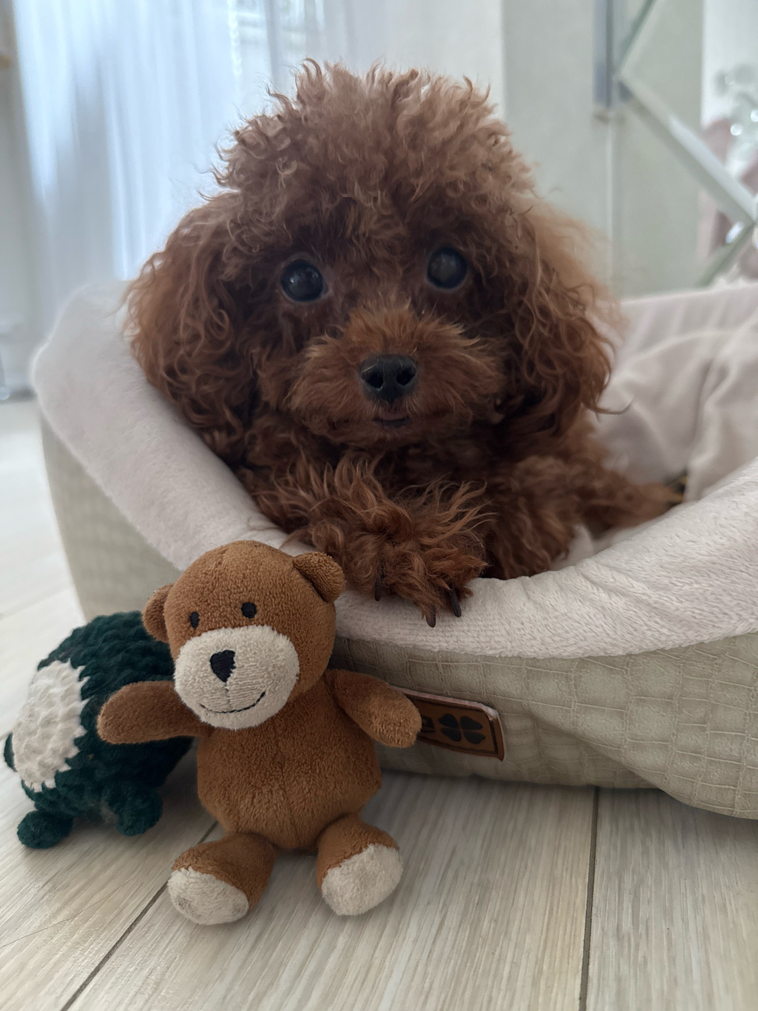 A brown toy poodle puppy is resting in a pet bed. The puppy has curly fur and dark eyes. Next to the pet bed are two toys: a brown teddy bear and a green and white crocheted toy. The pet bed is placed on a light-colored wooden floor. The background shows a blurry interior scene with white curtains and a hint of a mirror or reflective surface. The scene appears to be indoors, likely in a home environment. There is no information available to determine the location in the city of Chelyabinsk, Russia.