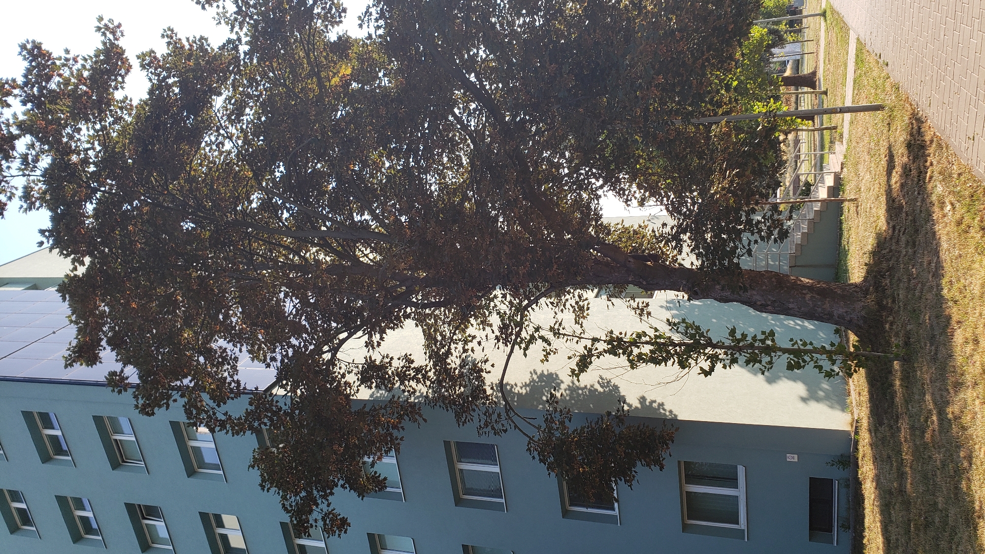 An outdoor, low-angle shot captures a tall, mature tree with dark foliage in the foreground, casting shadows on a mowed lawn. The tree stands to the right of a pale blue, multi-story apartment building. The building features a facade with multiple evenly spaced windows, some with closed blinds, and a section of reflective glass on the upper floors. A set of outdoor stairs with a metal railing is visible on the right side of the building, leading to an entrance. To the right of the tree, a paved walkway runs parallel to the building, bordered by a grassy area with streetlights and other trees. The overall setting appears to be a residential area in Prešov, Slovakia.