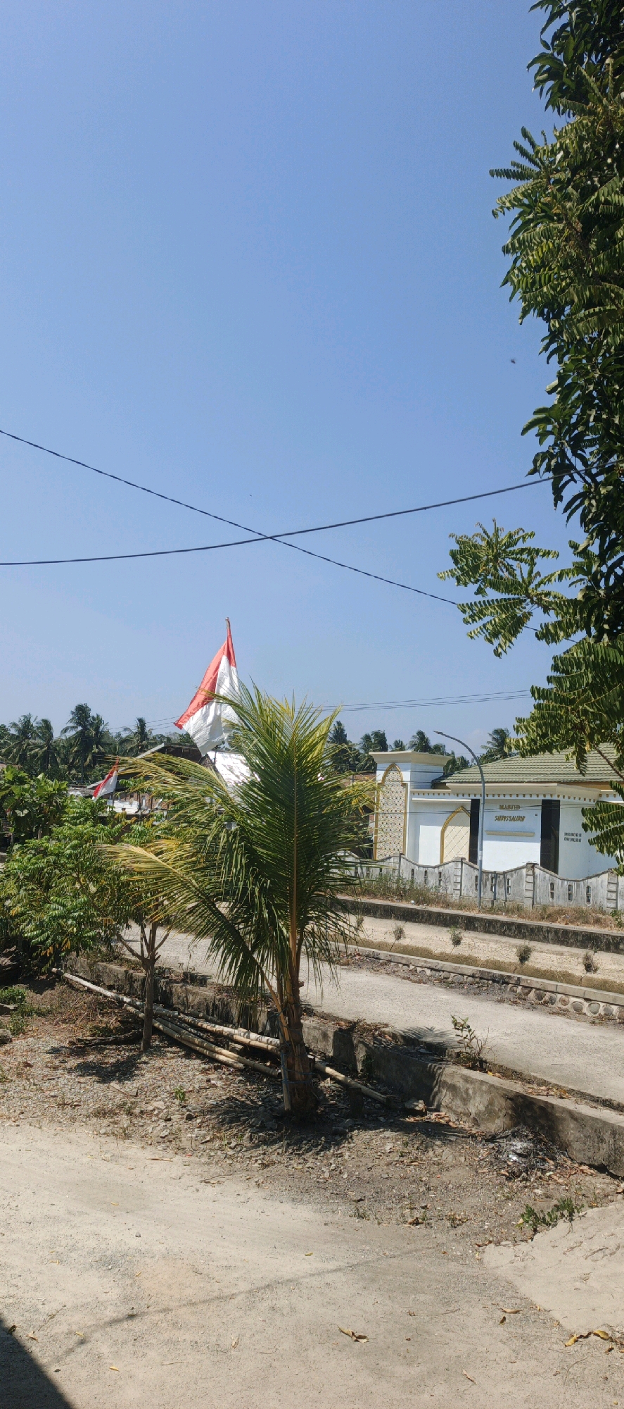 A wide-angle, low-angle, eye-level, outdoor, natural light photograph captures a sunny day in Sidodadi, Indonesia. In the foreground, a dirt road meets a concrete curb lined with dry grass and small plants. A young palm tree with fronds blowing in the wind stands to the left, its trunk wrapped with light-colored twine. To the left of the palm tree, a smaller tree with dense green foliage is visible, and beyond that, more trees and coconut palms extend to the horizon. Two Indonesian flags, one larger and waving prominently, are attached to poles and appear to be flying in the breeze. In the background, a white building with gold trim stands behind a grey concrete wall. A sign on the building reads "MASJID SARIYAH SALIM." The sky is clear blue. Overhead, two black wires cross the frame diagonally.