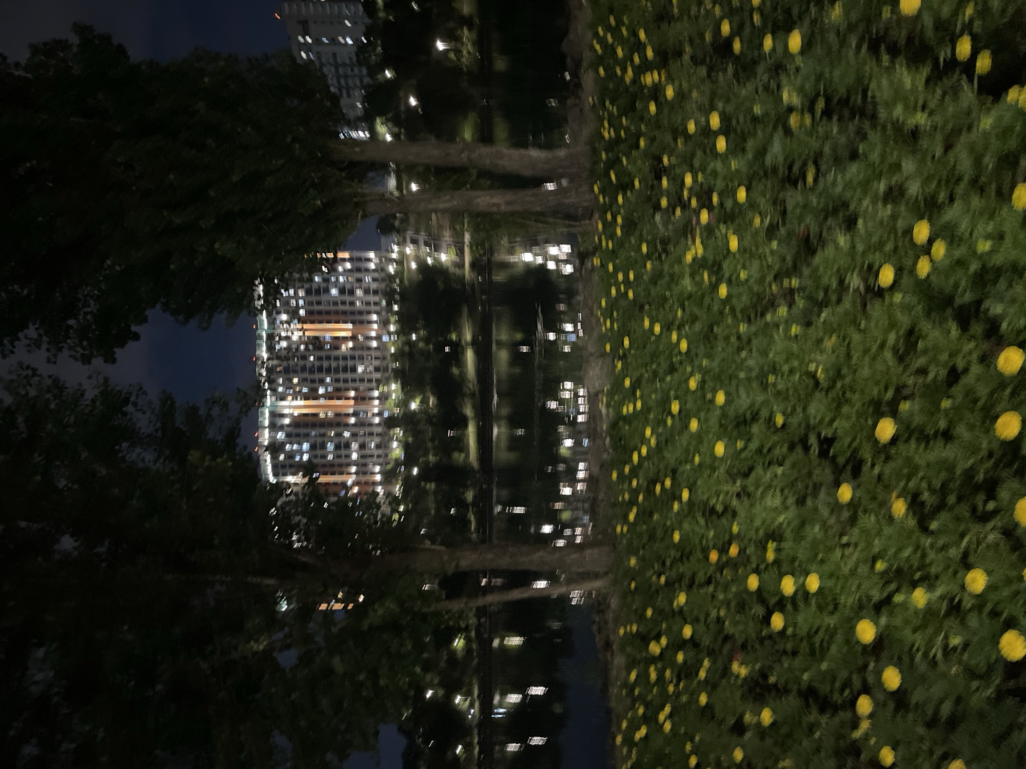A nighttime, slightly blurry, eye-level shot depicts a park-like setting with a body of water in the midground and a large, modern apartment building with numerous lit windows in the background. In the foreground, a dense patch of green foliage is dotted with many small, bright yellow flowers. Two tall, dark trees with full canopies frame the view of the apartment building and the water. The water's surface reflects the lights of the building and streetlights, creating shimmering streaks. The apartment building has an orange-brown facade and appears to be illuminated with warm, white lights. The sky above is dark, suggesting it is late evening or night. No people are visible in the image. The scene suggests an urban park or waterfront area. Given the architectural style of the building and the presence of a park with water features, this could potentially be located in a developed area of Almaty, Kazakhstan, such as a modern residential complex or a recreational zone like the Almaty Arasan Water Park or a park near the city center.