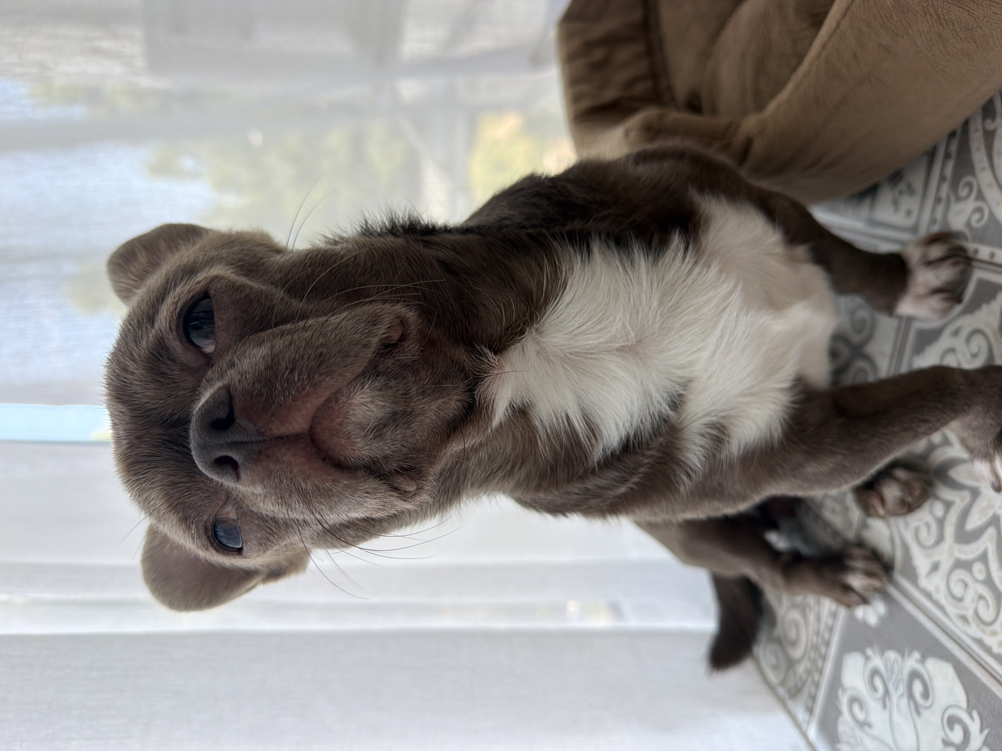 A brown and white dog is sitting in front of a window with sheer white curtains. The dog is a short-haired breed, possibly a chihuahua or french bulldog mix, with large ears and expressive eyes. It is looking up and slightly to the left of the camera. The dog is sitting on a patterned surface, and to its right is a brown dog bed. The background is blurred, showing greenery outside the window. The image was taken indoors.