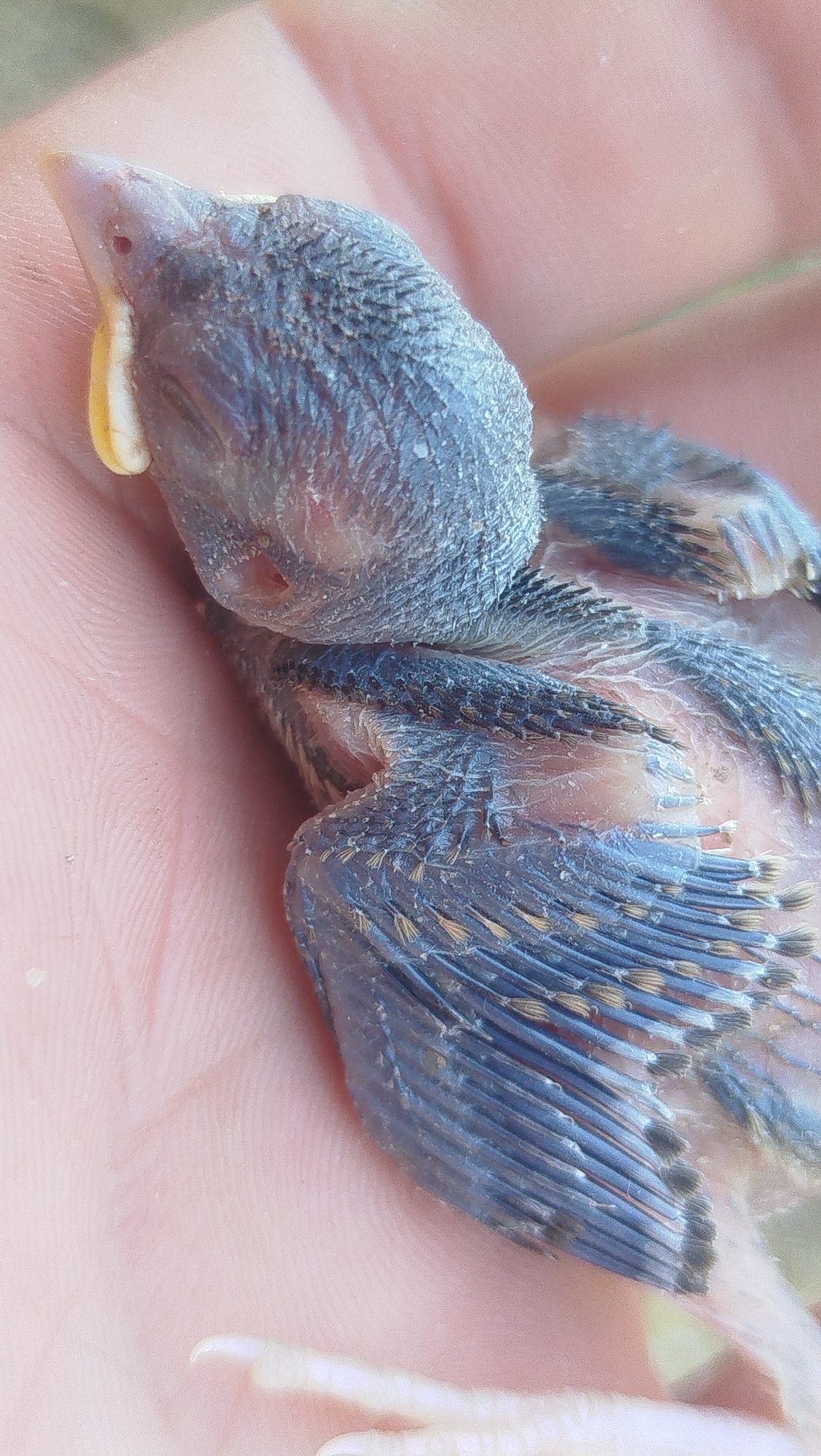 A close-up, macro photograph shows a very young, featherless bird held in a human hand. The bird's head is turned to the left, revealing a pinkish beak with a pale yellow interior at the gape. Its eyes are not clearly visible. The bird's skin is grayish-blue and appears slightly translucent, with some downy fuzz visible on its head and body. Developing wing feathers, a mix of dark blue and lighter brown or tan, are partially spread. The textured skin of the hand, with visible fingerprints, forms the background and cradles the bird. The lighting is natural and bright, suggesting an outdoor setting. There is no visible indication of the city of Kostiantynivka, Ukraine, or any specific environmental context beyond the immediate proximity of the bird and hand. The image focuses solely on the fragile state of the chick.
