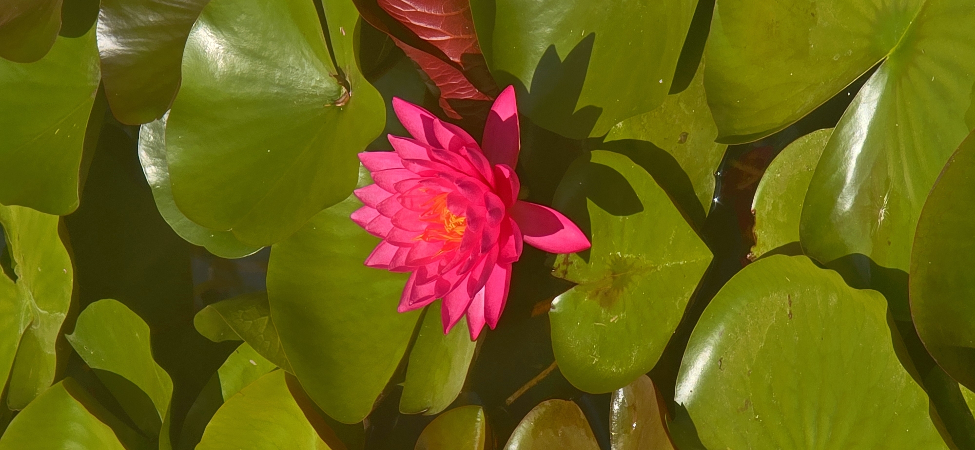 The image depicts a close-up, overhead view of a vibrant pink water lily in full bloom, nestled amongst large, glossy green lily pads. The water lily's petals are layered, creating a delicate, intricate flower head with a yellow center. The lily pads are varied in shape and size, some overlapping others, casting soft shadows on the dark water below. A few reddish-brown lily pads are also visible, adding depth to the scene. The lighting suggests a sunny day, with sunlight reflecting off the water and highlighting the textures of the petals and pads. The environment appears to be a tranquil pond or water garden. The location in the city of Bardar, Moldova, is not visually evident from the image itself.