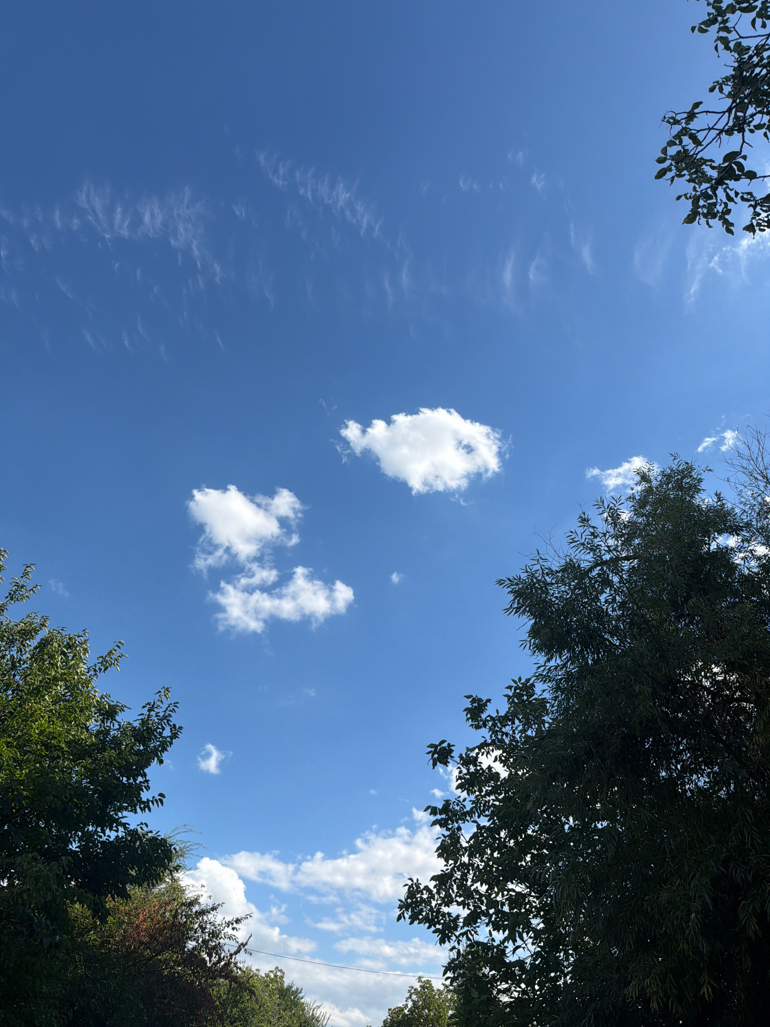 The image is a low-angle shot of a clear blue sky with scattered white clouds. Trees with dark green foliage are visible along the bottom and right edges of the frame, silhouetted against the bright sky. The lighting suggests it is daytime, with the sun positioned somewhere outside the frame, creating a bright, airy atmosphere. There are no people or man-made structures prominently visible.