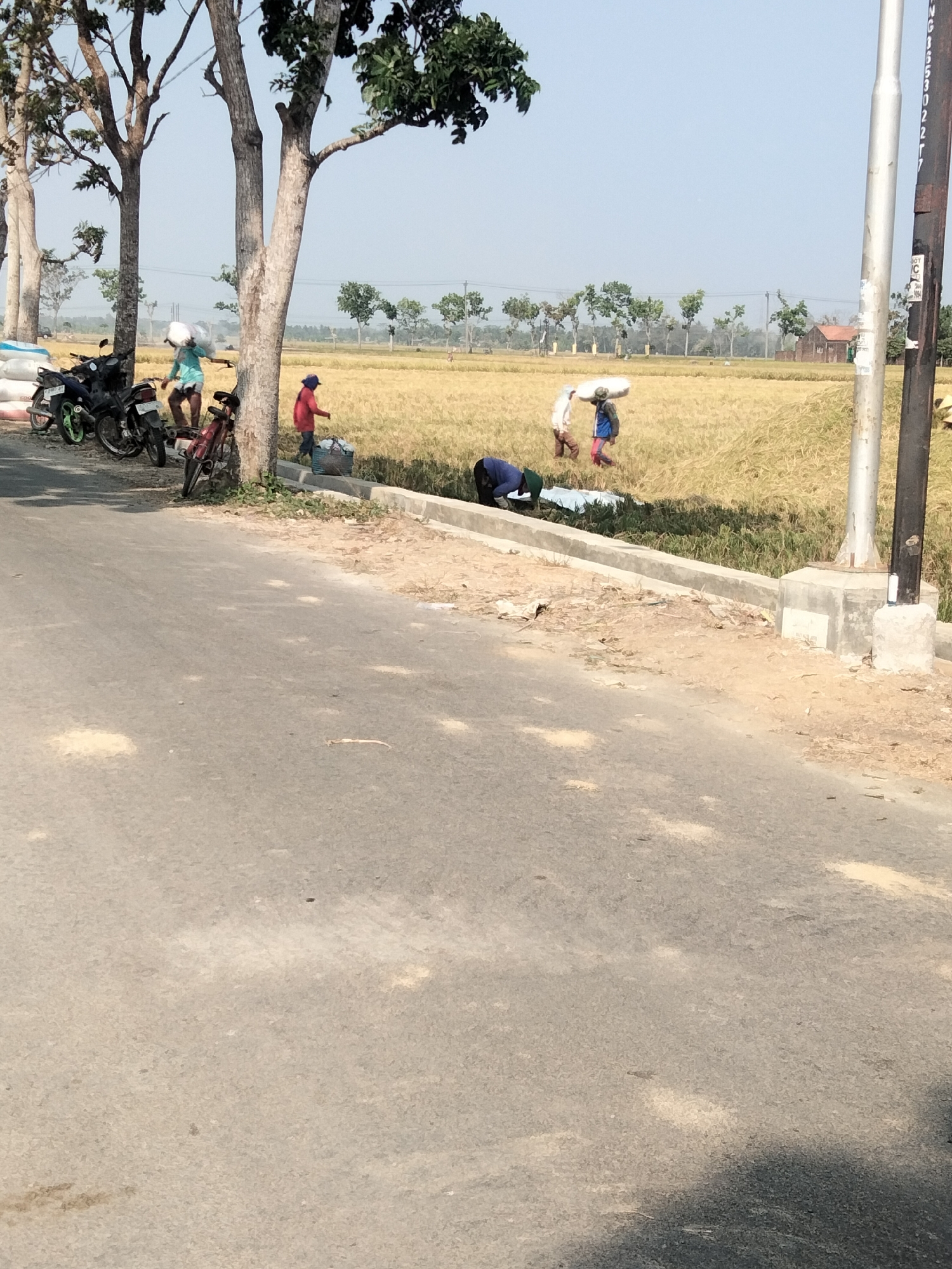 In Ketanggung, Indonesia, on a bright, clear day, a group of individuals are working in a golden-hued rice field. The field is bordered by a paved road and a grassy verge with a concrete barrier. Several trees, some with sparse foliage, line the edge of the road.
On the grassy verge near the road, a person in a light blue shirt carries a large white sack over their shoulder, walking towards the rice field. A red bicycle is parked by a tree. A person in a red shirt and blue hat is seen near a woven basket, seemingly engaged in field work.
Within the rice field, two individuals are visible. One, wearing a blue shirt and red pants, also carries a large white sack. Another person in the field is bent over, possibly tending to the crop. A light blue sheet or tarp is spread on the ground.
Parked on the side of the road are several motorcycles. The environment suggests agricultural activity, with the harvested rice field ready for collection. The sky is a pale blue, indicating fair weather.