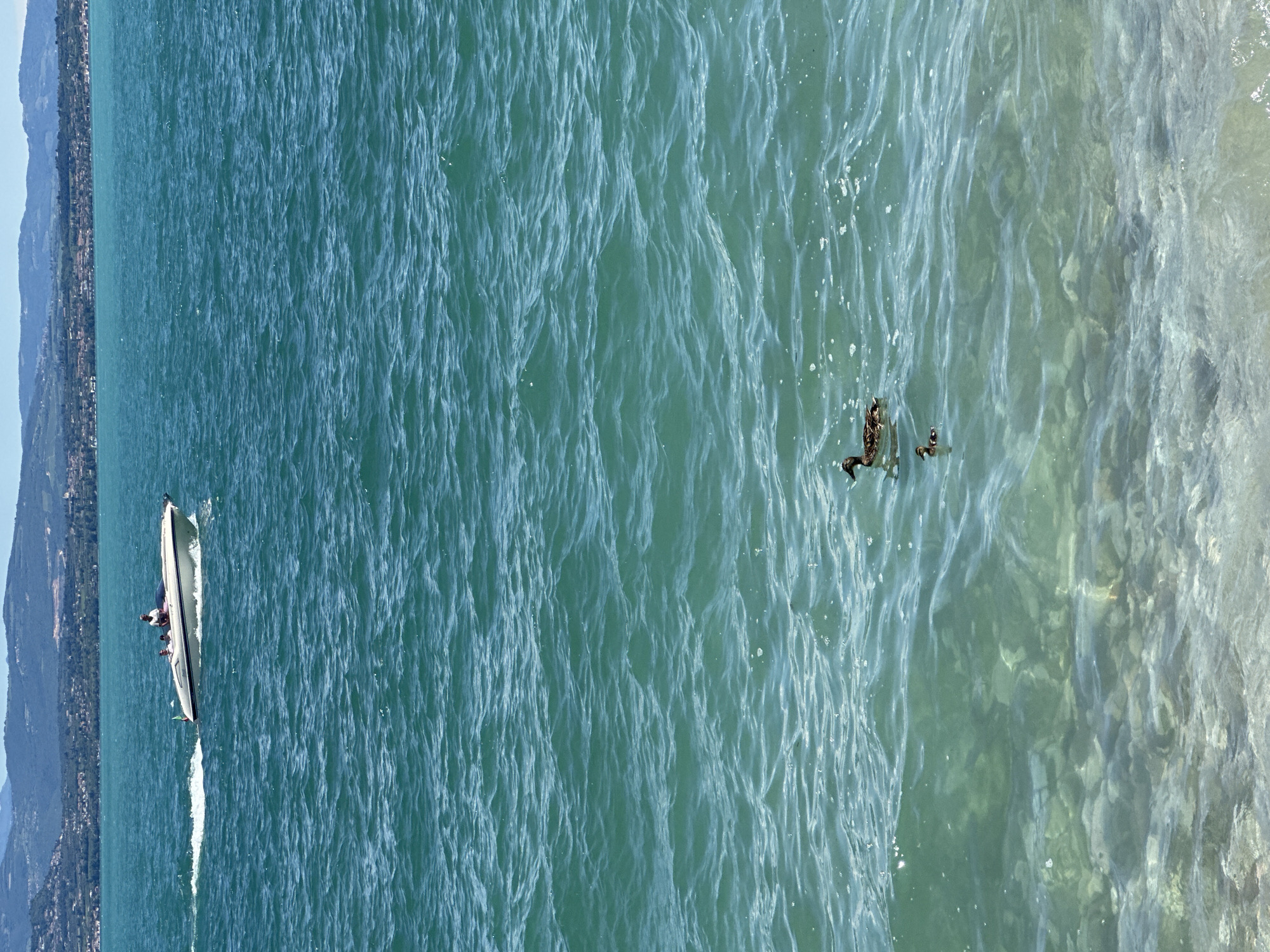The image shows a view of Lake Garda from the shores of Sirmione, Italy. In the middle distance, a white motorboat with a canopy is moving from left to right across the turquoise water, carrying at least three people. Closer to the foreground, two ducks are swimming in the water: a larger adult duck and a smaller duckling. The water is clear enough to see the rocky lakebed beneath the surface. In the background, the hilly shoreline with scattered buildings and trees is visible under a bright sky.
