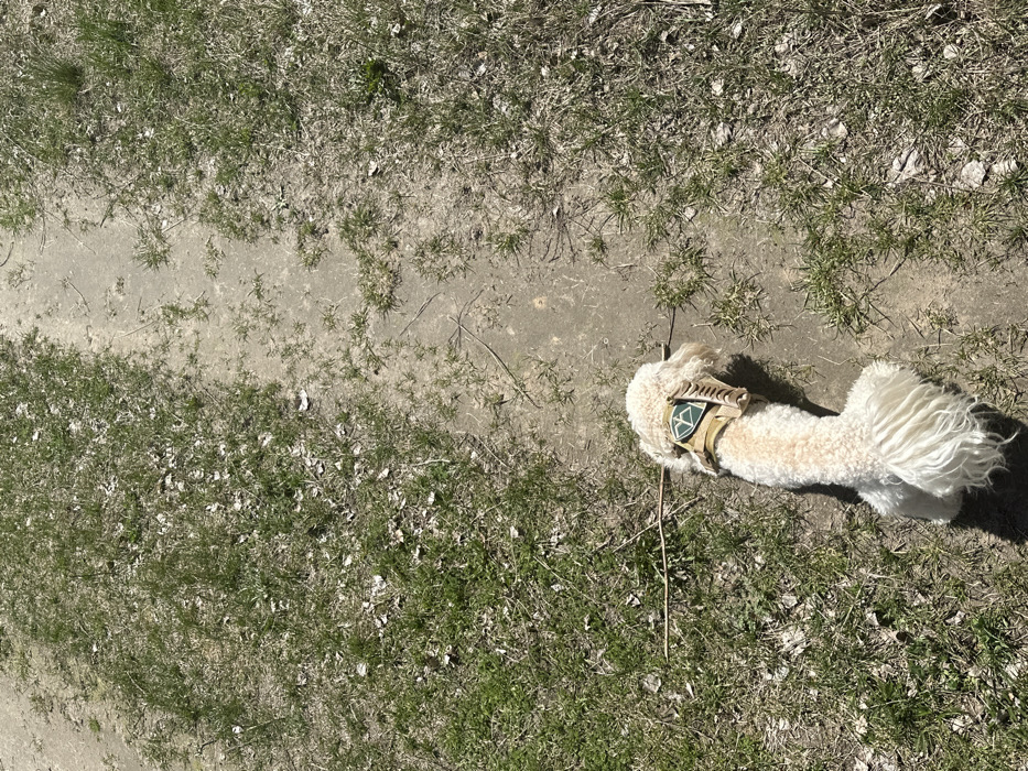 A small, light-colored dog with a tan harness and a green peace sign patch is standing on a dirt path in Krushynka, Ukraine. The dog is facing to the right of the image, looking toward the viewer's left. The dog's tail is to the left of its body, extending toward the bottom of the image. The path is lined with green grass on both sides. The image was taken from above, looking straight down at the dog. The coordinates 50.239, 30.381 correspond to a location in Krushynka.