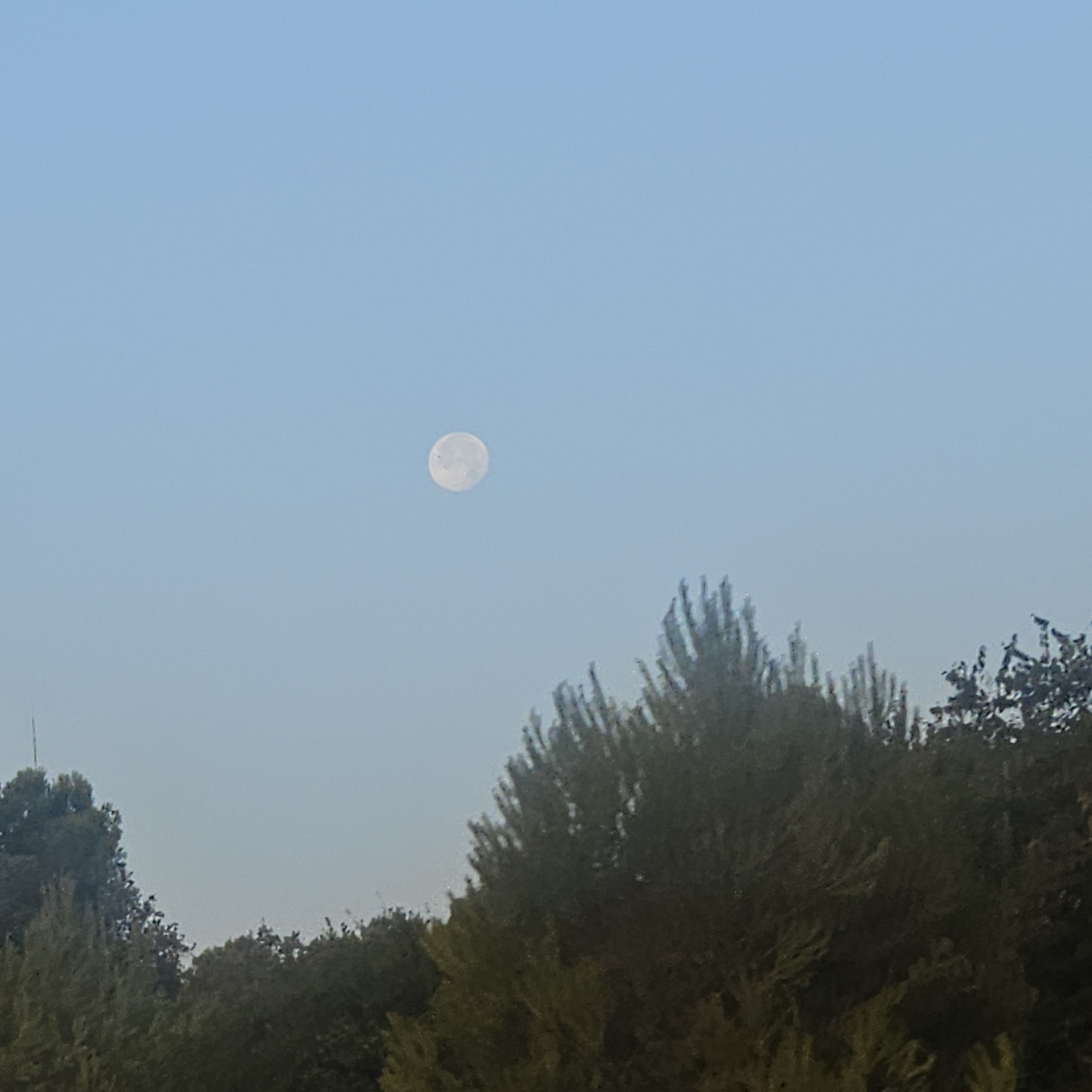 The image depicts a clear, pale blue sky with a full moon visible in the upper left quadrant. The moon appears as a bright, circular orb with subtle surface texture. The lower portion of the image is dominated by the dark silhouettes of trees, forming a dense canopy. The trees are varied in shape and texture, suggesting a natural landscape. The lighting indicates it is likely daytime or dusk, with the moon still visible against the daylight sky. The scene appears to be an outdoor environment, possibly a park or natural area, within the municipality of Viladasens, Spain. There are no people or animals visible in the image.