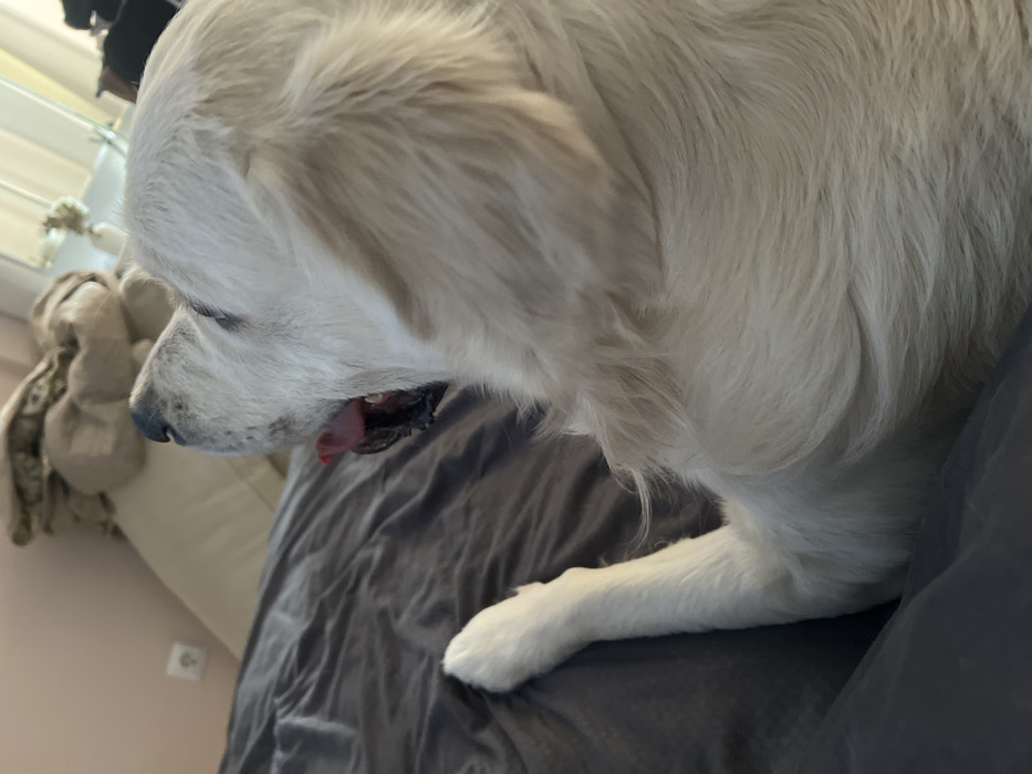 A cream-colored dog lies on a gray duvet. The dog’s head is tilted downward, with its mouth slightly open revealing a pink tongue. The dog's white paw rests on the duvet. In the background, a white pillow and clothing are visible. The overall composition is a close-up shot, focusing on the dog's head and foreleg.