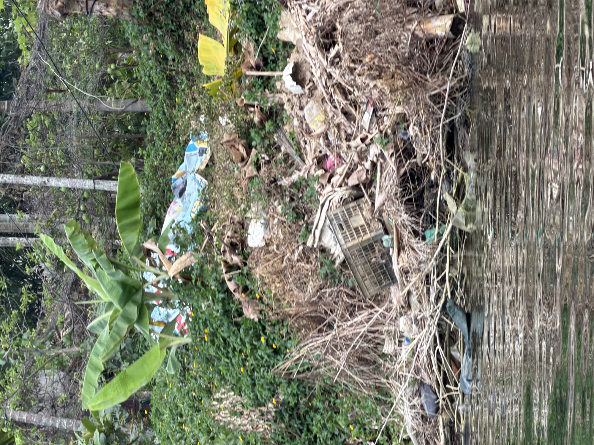 This image captures a heavily polluted natural environment, likely a canal or riverbank, in Đà Nẵng, Vietnam, during the daytime. The scene is dominated by a substantial accumulation of trash and natural debris.
On the left side of the frame, vibrant green vegetation thrives, including a prominent banana plant with large, lush leaves. Towards the center and extending to the right, a large pile of mixed refuse is visible. This includes various discarded items such as plastic bags, plastic bottles, what appears to be a broken dark plastic crate, and a significant amount of dried branches, leaves, and other organic matter. The refuse creates a stark contrast with the natural greenery.
The rightmost portion of the image shows a body of water, characterized by visible ripples on its surface, indicating a gentle current or a slight breeze. The water appears murky and is directly adjacent to the large pile of garbage, suggesting significant environmental degradation.
There are no people visible in the image, and no specific activities are taking place other than the static state of pollution. The lighting suggests a clear, fair weather day. No discernible text is visible on any of the objects or debris. The image powerfully depicts the issue of waste management and its impact on natural waterways in the region.
