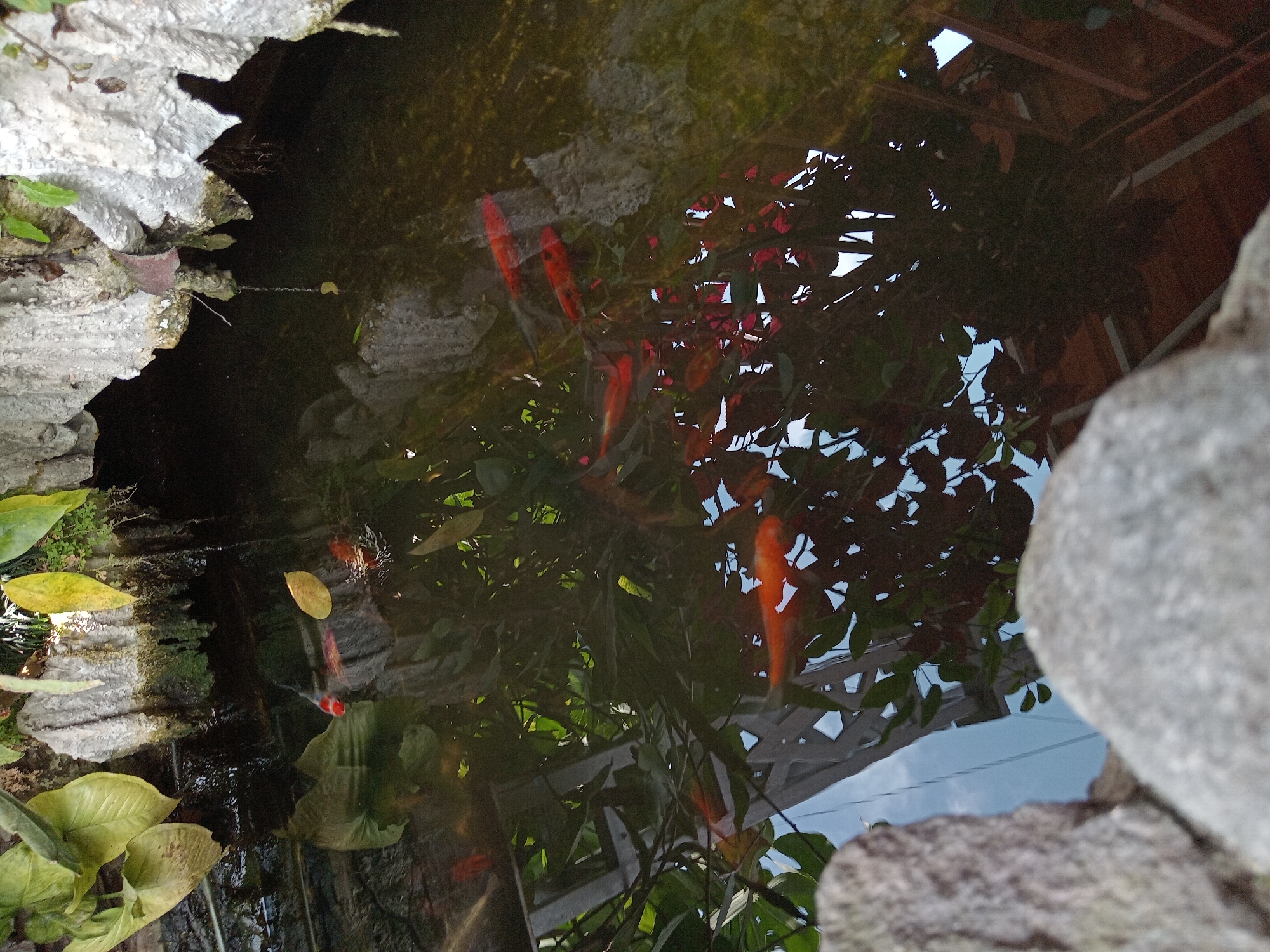 This is an eye-level shot of a koi pond located in Claket, Indonesia. The pond is surrounded by greyish rocks and lush green foliage. Several orange koi fish swim in the murky water, some with black and white markings. The water's surface reflects the surrounding vegetation and a portion of what appears to be a white lattice structure. The image captures a serene natural environment within a possibly urban or residential setting.