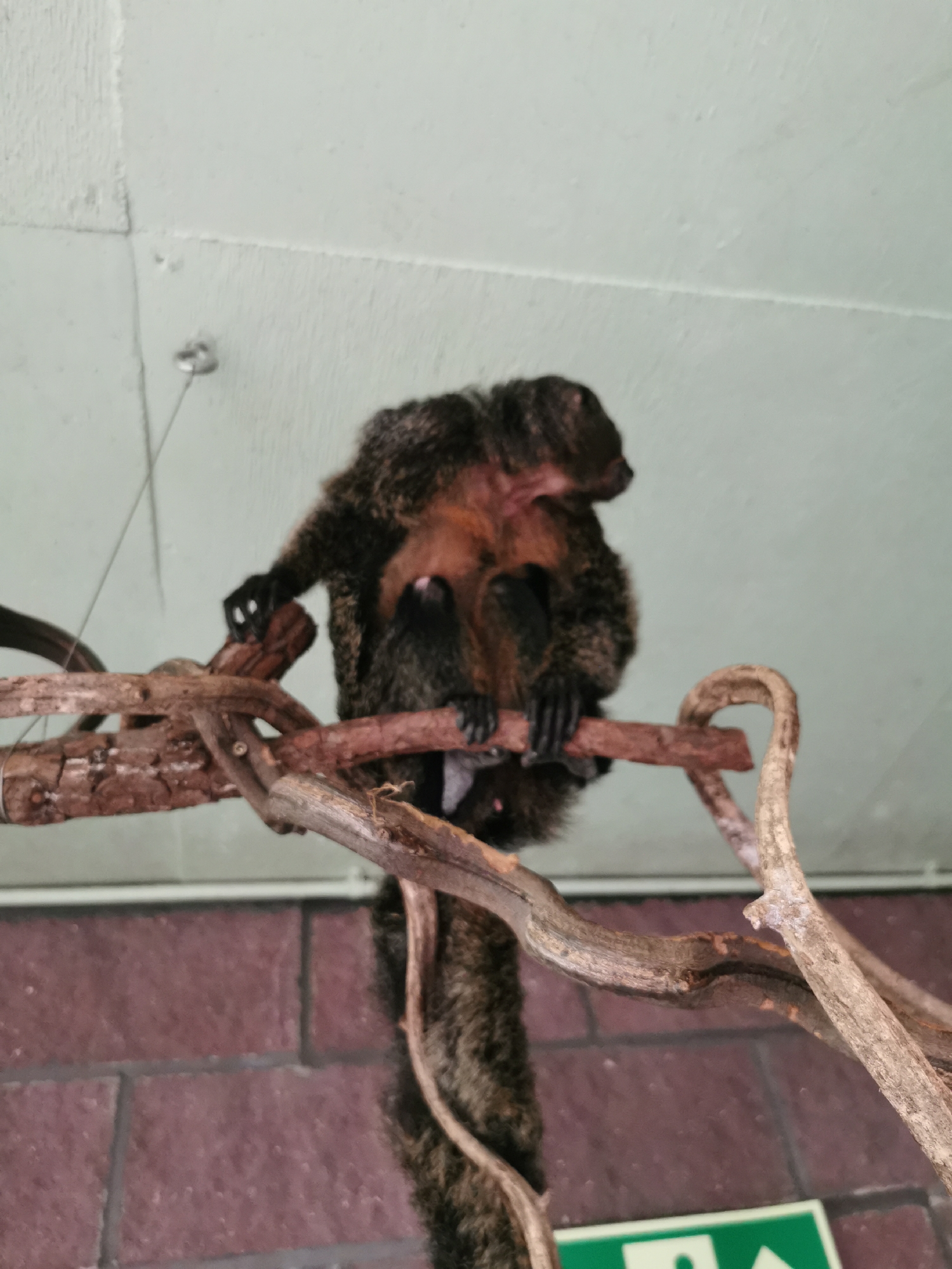 A furry monkey is perched on a brown, gnarled tree branch in what appears to be an indoor enclosure. The monkey has dark fur on its back and a reddish-brown chest. It is holding onto the branch with its hands. The background consists of a light-colored ceiling and a red brick wall. There is a green sign with white lettering visible in the lower right corner of the image. The location is Unknown, Unknown.