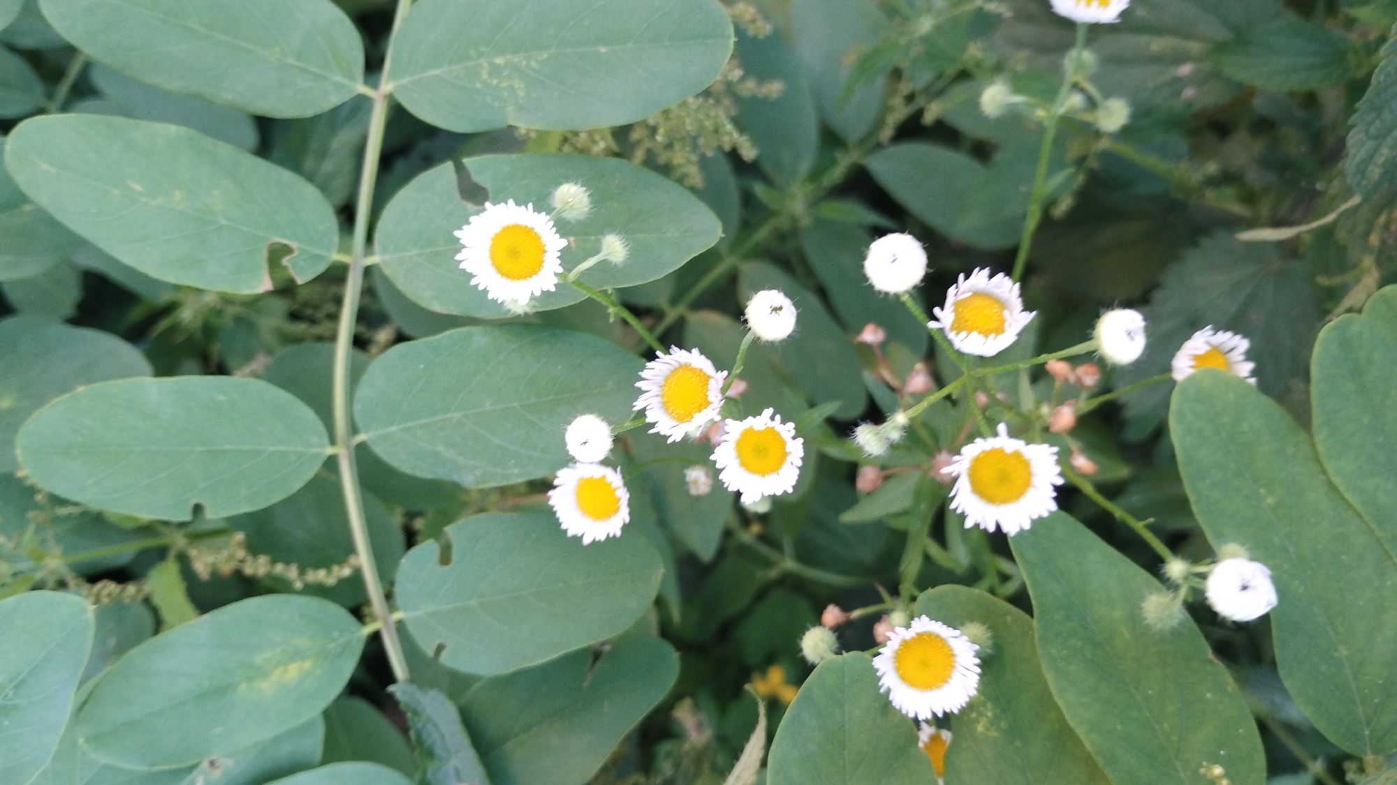 The image shows a close-up, eye-level view of several small daisy-like flowers with yellow centers and white petals, interspersed with large, oval, green leaves. The flowers are in various stages of bloom, with some fully open and others appearing as buds. The leaves are arranged in pairs along a central stem, with some showing slight damage or imperfections. The background is a blur of green foliage and hints of brown, suggesting a natural outdoor setting. The lighting appears to be natural daylight, casting soft shadows and highlighting the textures of the petals and leaves. There are no people or signs of human activity in the image.