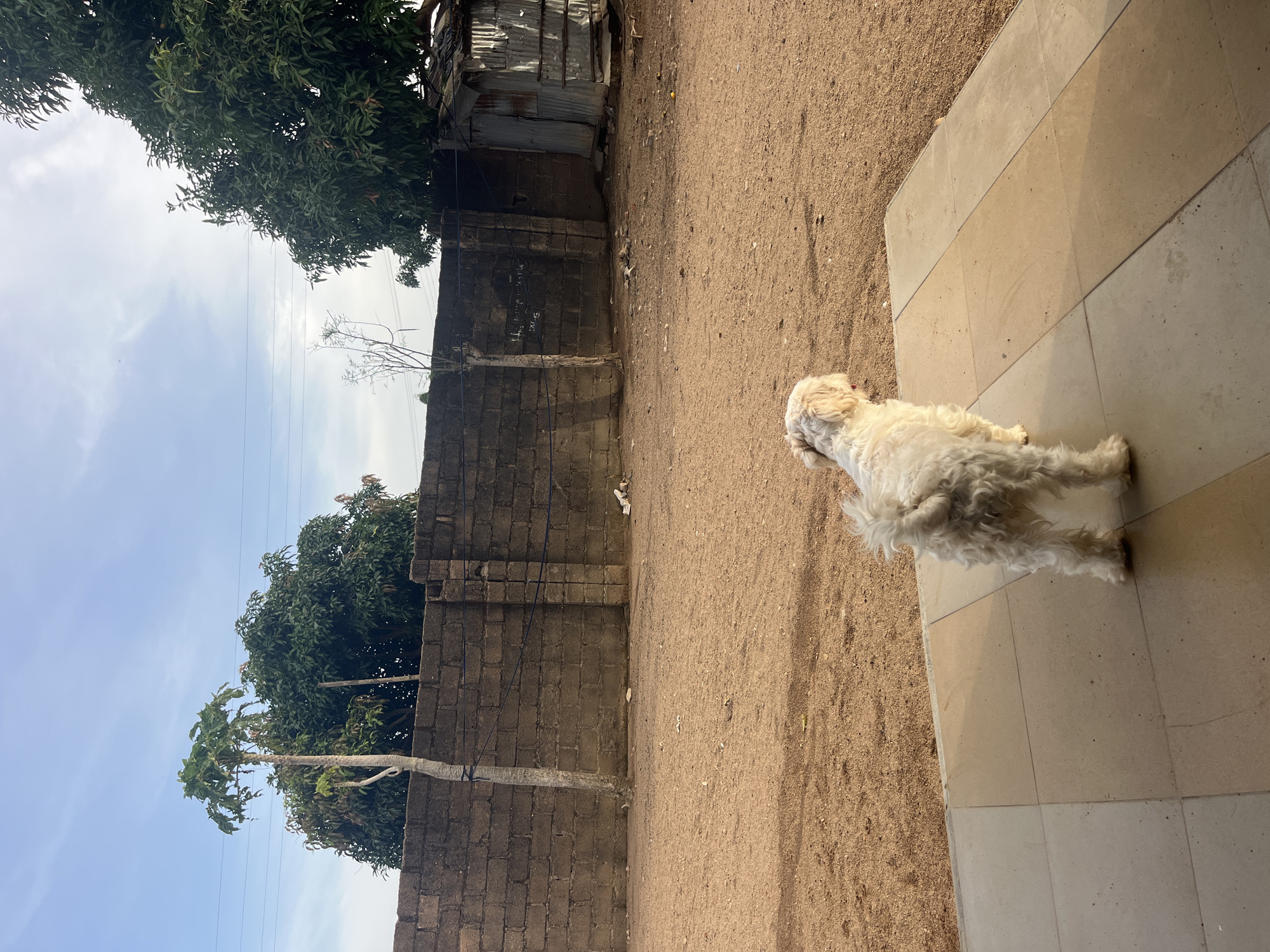 The image depicts an outdoor daytime scene, likely set in Jos, Nigeria. The primary subject is a white, shaggy-haired dog, appearing to be resting or lying down on a section of light-colored (beige and tan) square tiles in the foreground. The dog faces away from the viewer, looking towards the mid-ground.
The majority of the ground is a sandy-brown dirt, which extends from the foreground tiles towards a dark, weathered block wall that stretches across the middle of the frame. On this block wall, some illegible white markings or graffiti can be faintly seen. Behind the wall, a rustic structure made of corrugated metal sheets is visible, suggesting a shed or part of a building.
Above the wall and structures, the upper portion of the image shows a clear, light blue sky with scattered white clouds. Several thin, black utility lines crisscross the sky. Lush, dark green trees are prominent in the background and upper left, with one large, leafy tree dominating the corner and another slender tree visible closer to the center.
The lighting indicates daytime, likely mid-morning or afternoon, with visible shadows suggesting clear, sunny weather. Faint paw prints are discernable on the tiled surface where the dog rests. There are no people visible, and the dog appears calm and at rest in this semi-urban or rural outdoor setting.