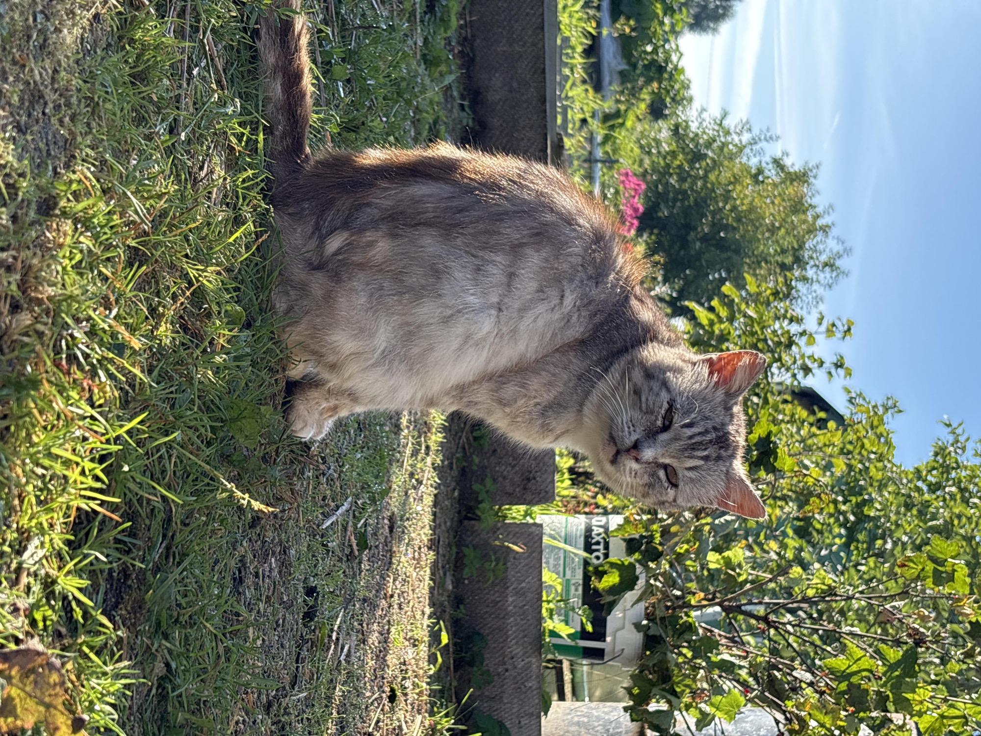 A medium shot captures a grey tabby cat sitting on a patch of grass in what appears to be a rural or suburban backyard setting. The cat is facing the camera with its head tilted slightly to the right, its eyes partially closed, and its ears perked forward, suggesting it is awake and aware of its surroundings. The cat's fur is a mix of grey and light brown with distinct tabby markings. The sun is casting a warm glow on the scene, highlighting the texture of the cat's fur and the blades of grass. In the background, there are green trees, some with visible leaves and branches, and a hint of pink flowers. There are also some concrete blocks and a white bucket with writing on it, possibly in a garden or construction area. The sky above is a clear blue with a few wispy clouds. The overall impression is of a peaceful, sunny day in an outdoor environment. This scene is located in the village of Semibratovo, Yaroslavl Oblast, Russia.