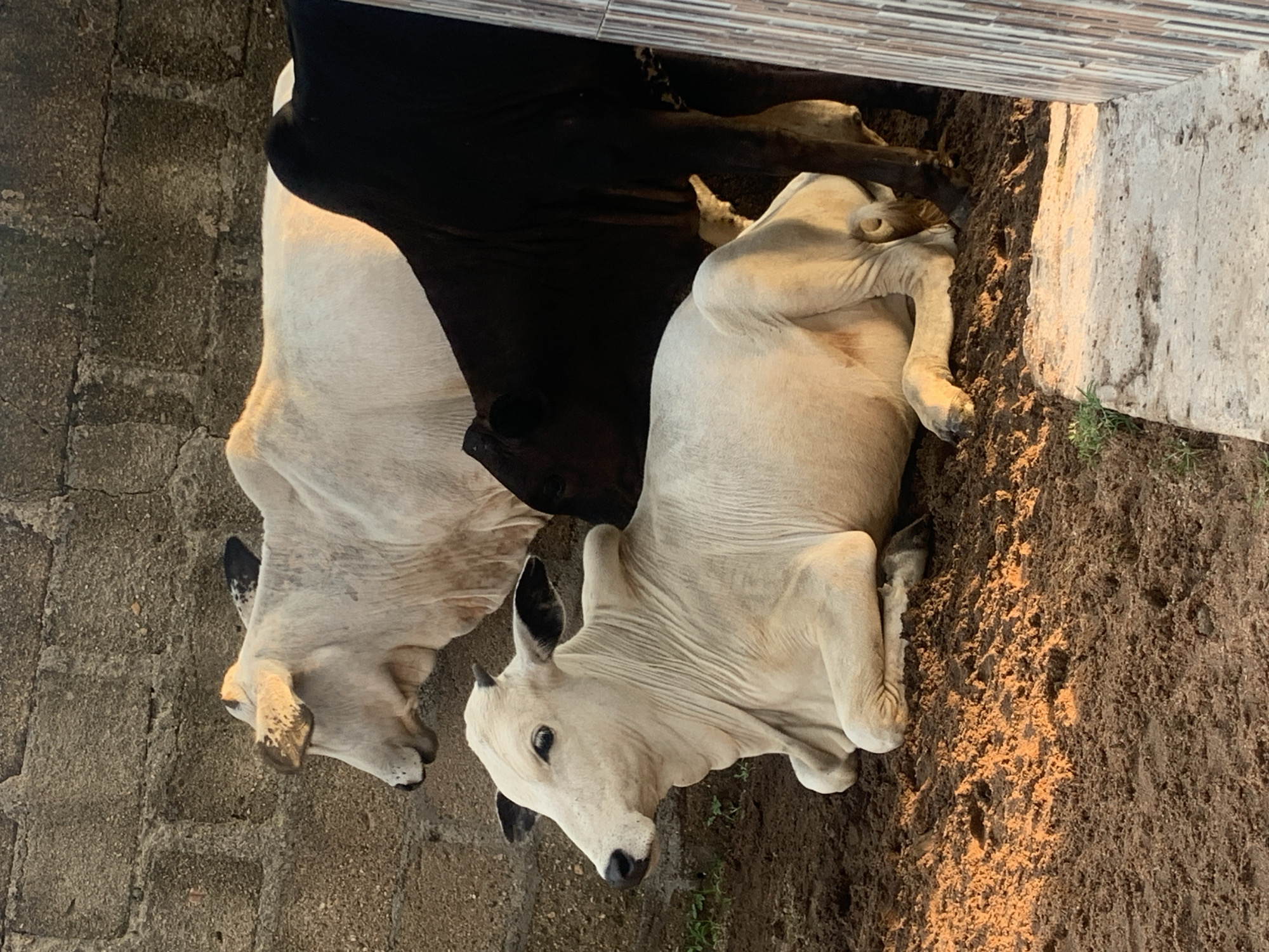 In Jalingo, Nigeria, three cattle are present. One white cow is lying down on the dirt ground in the foreground, facing left. Behind it, a white cow stands with its head lowered, facing left. To the right of the standing white cow, a black cow is partially visible, facing left. The background consists of a textured concrete block wall. The lighting suggests it is either sunrise or sunset, casting warm tones on the scene.