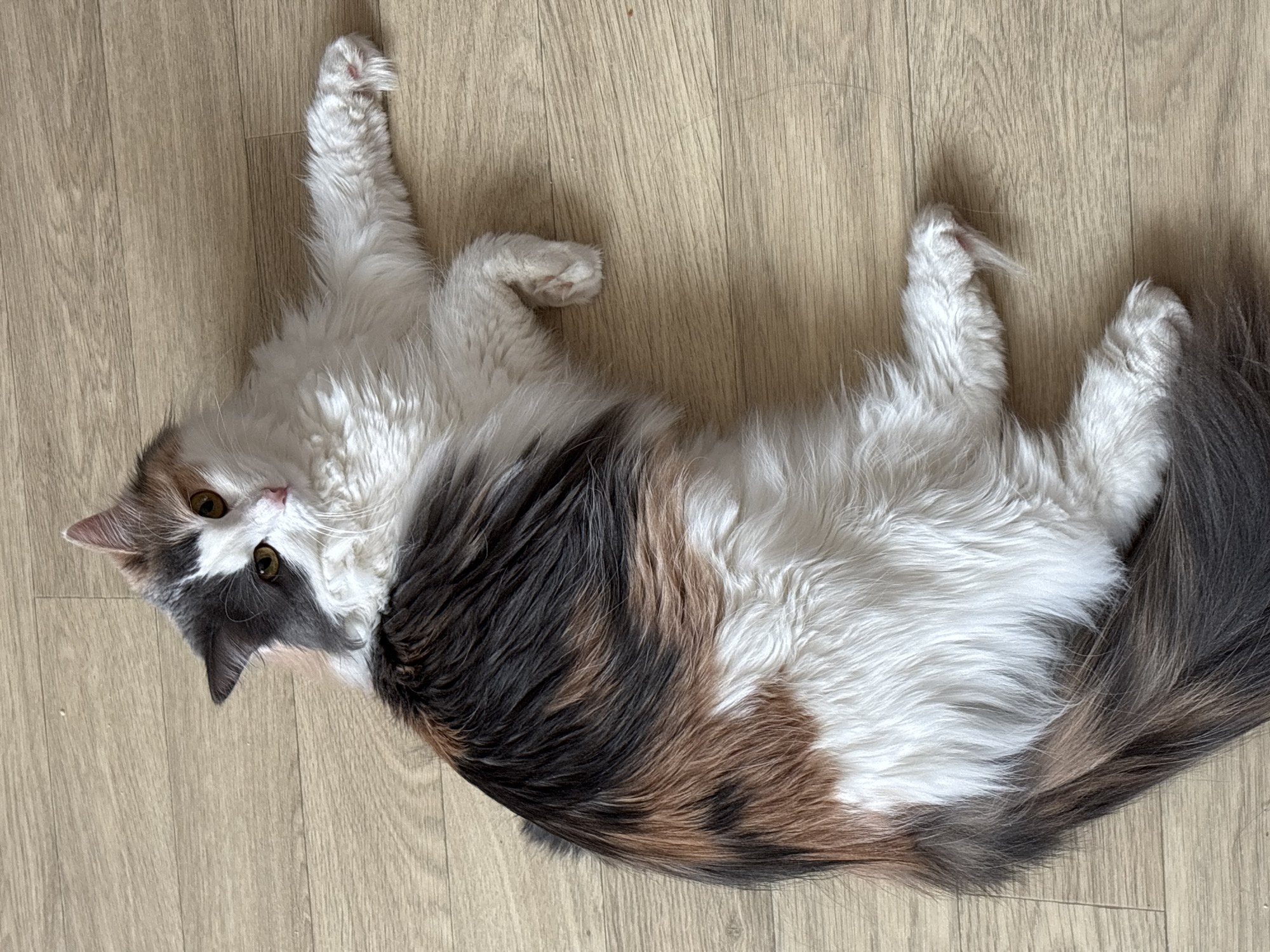 A medium shot of a cat lying on a light brown wooden floor. The cat is a calico longhair with white fur on its chest and belly, a gray patch on its face, and a dark gray and brown pattern on its back. The cat is looking at the camera with yellow eyes. Its paws are stretched out on either side of its body. The cat is lying on its back. The location is unknown.