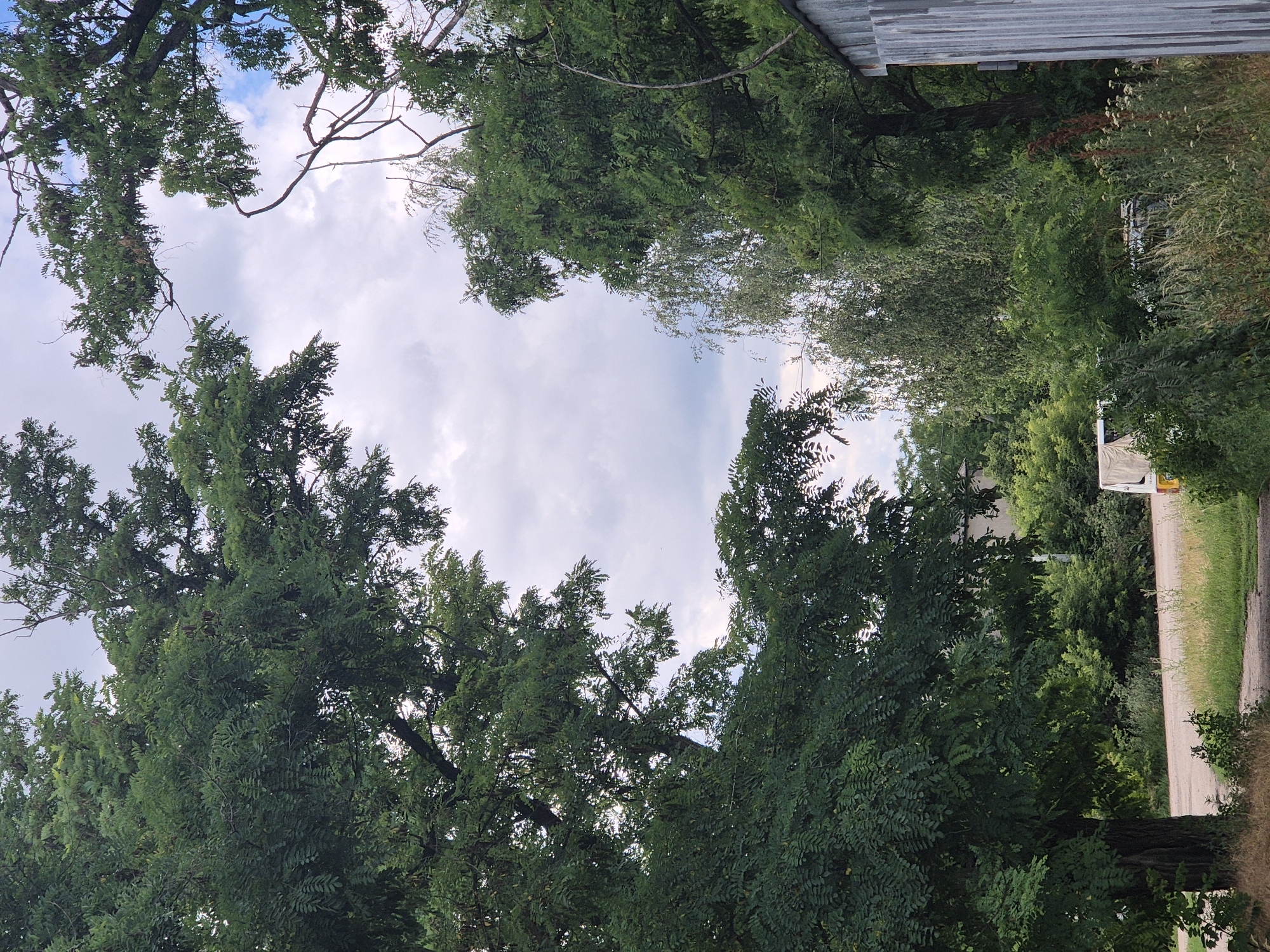 In Sozonivka, Ukraine, this image captures a serene natural scene dominated by lush green trees. The foliage is dense, with leaves of varying shades of green, suggesting a healthy and vibrant ecosystem. The branches of the trees arch inwards, creating a frame that draws the viewer's eye towards the sky. The sky itself is a canvas of soft clouds, with patches of blue peeking through, indicating fair weather.
Amidst the greenery, a sliver of a road is visible, suggesting the presence of a nearby path or thoroughfare. On the right side of the image, a portion of a corrugated metal structure adds a touch of man-made element to the otherwise natural landscape. The overall impression is one of tranquility and a gentle embrace of nature.
