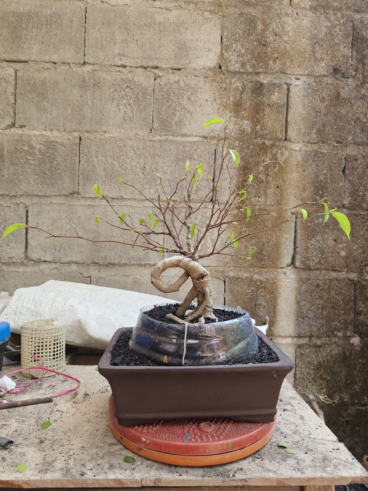 The image depicts a bonsai tree in a brown rectangular pot, placed on a red rotating base. The bonsai has a thick, twisted trunk and branches with sparse green leaves. The pot is filled with dark soil and what appears to be volcanic rock. The bonsai is positioned in front of a wall constructed from concrete blocks, which shows signs of age and weathering, with some dark stains. To the left of the bonsai, on a light-colored wooden surface, are various objects including a white woven basket, a pink string, a stick, and some small green leaves. The overall setting suggests an outdoor or semi-outdoor environment, possibly a backyard or workshop in Gumulan, Indonesia, given the characteristic concrete block construction often found in the region. The lighting indicates it is daytime. There are no people visible in the image.