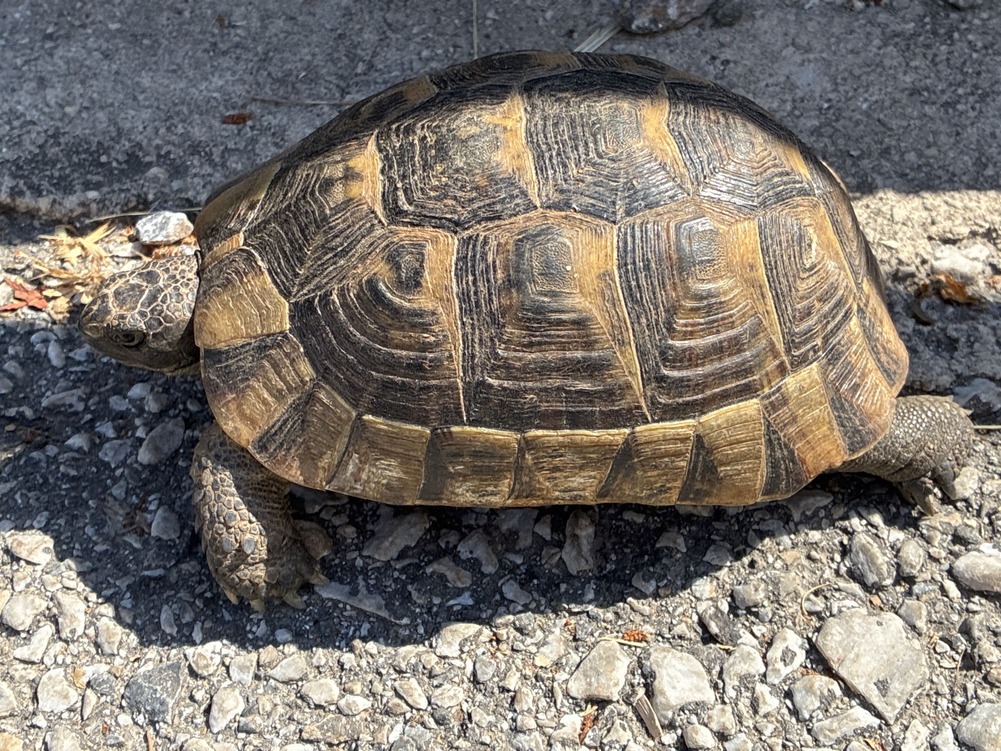 A close-up, top-down view of a tortoise on a sunlit, rough surface, likely a path or road in Alanya, Turkey. The tortoise's shell, predominantly brown and yellow with intricate patterns, is clearly visible. Its head is extended, showing scales and an eye. A hind leg is also visible, with scaly skin. The ground is a mix of gravel, small stones, and some dry vegetation. A shadow of the tortoise extends to the left of the frame. The environment appears to be outdoors, possibly in a park or on a street with natural ground cover.
