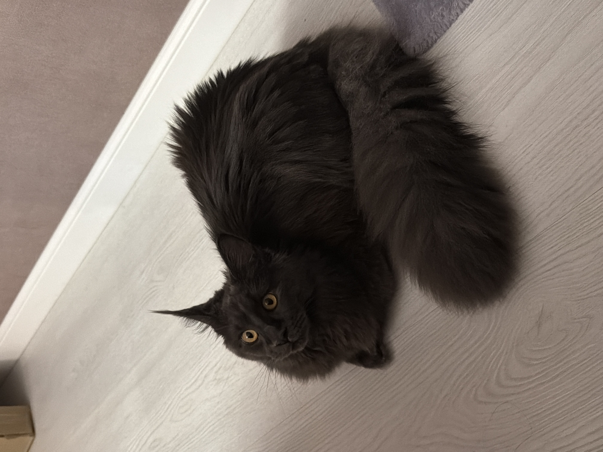 A dark gray, long-haired cat is lying on a light wood-grain floor. The cat is facing left and looking upwards with wide, amber eyes. Its fur is fluffy, particularly around its neck and tail. The cat has prominent tufts of fur on its ears. The background shows a white baseboard and a muted purple wall. The scene is indoors, likely in a residential setting, and does not contain any elements that would indicate its specific location within the city of Bataysk, Russia.