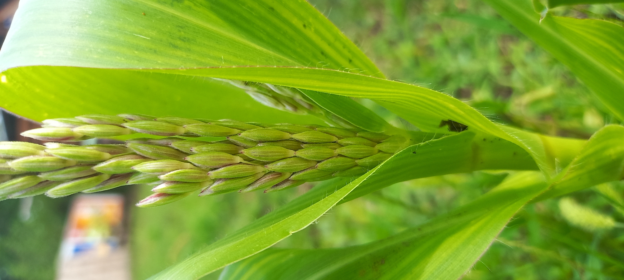 This media file is a close-up photograph of a developing corn tassel, also known as the male inflorescence of a corn plant. The tassel is composed of numerous small, green spikelets arranged in a dense cluster at the tip of the stalk. These spikelets are beginning to open, revealing delicate, pale structures within. The vibrant green leaves of the corn plant surround the tassel, some unfurling and others overlapping, creating a lush and natural backdrop. The leaves have prominent parallel veins and a slightly fuzzy texture along their edges. The background is blurred, suggesting a shallow depth of field, but hints at a grassy outdoor setting, possibly a field or garden. The lighting indicates it is daytime, with bright sunlight illuminating the plant from the side, casting soft shadows and highlighting the textures of the leaves and tassel. There are no people or animals visible, and no text is present in the image. The overall impression is one of growth and the early stages of reproduction in a botanical subject, set in an outdoor environment.