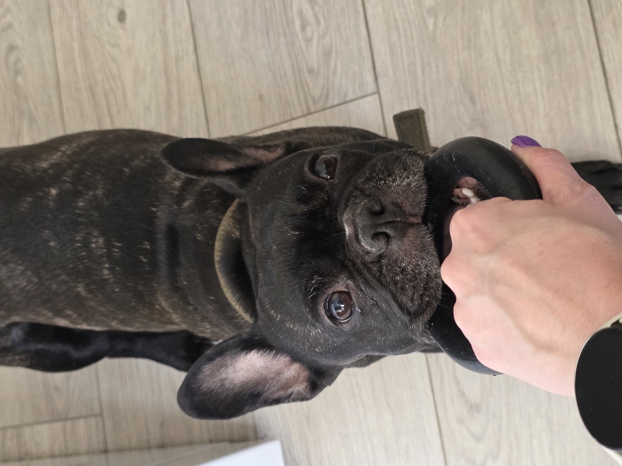 A high-angle forensic image captures a dark brindle French Bulldog with a visible olive-green collar interacting with a human hand in an indoor setting located in Chaikovsky, Russia. The dog, positioned on a light wood-grain floor, looks directly upwards at the camera, its dark brown eyes prominent. Its front teeth are visible as it grips a black, ring-shaped rubber toy in its mouth. Simultaneously, a light-skinned human hand, wearing a smartwatch with a black circular face on the wrist and featuring a thumb with purple glitter nail polish, holds the opposite side of the same toy. A segment of a white vertical surface is partially visible on the far left.