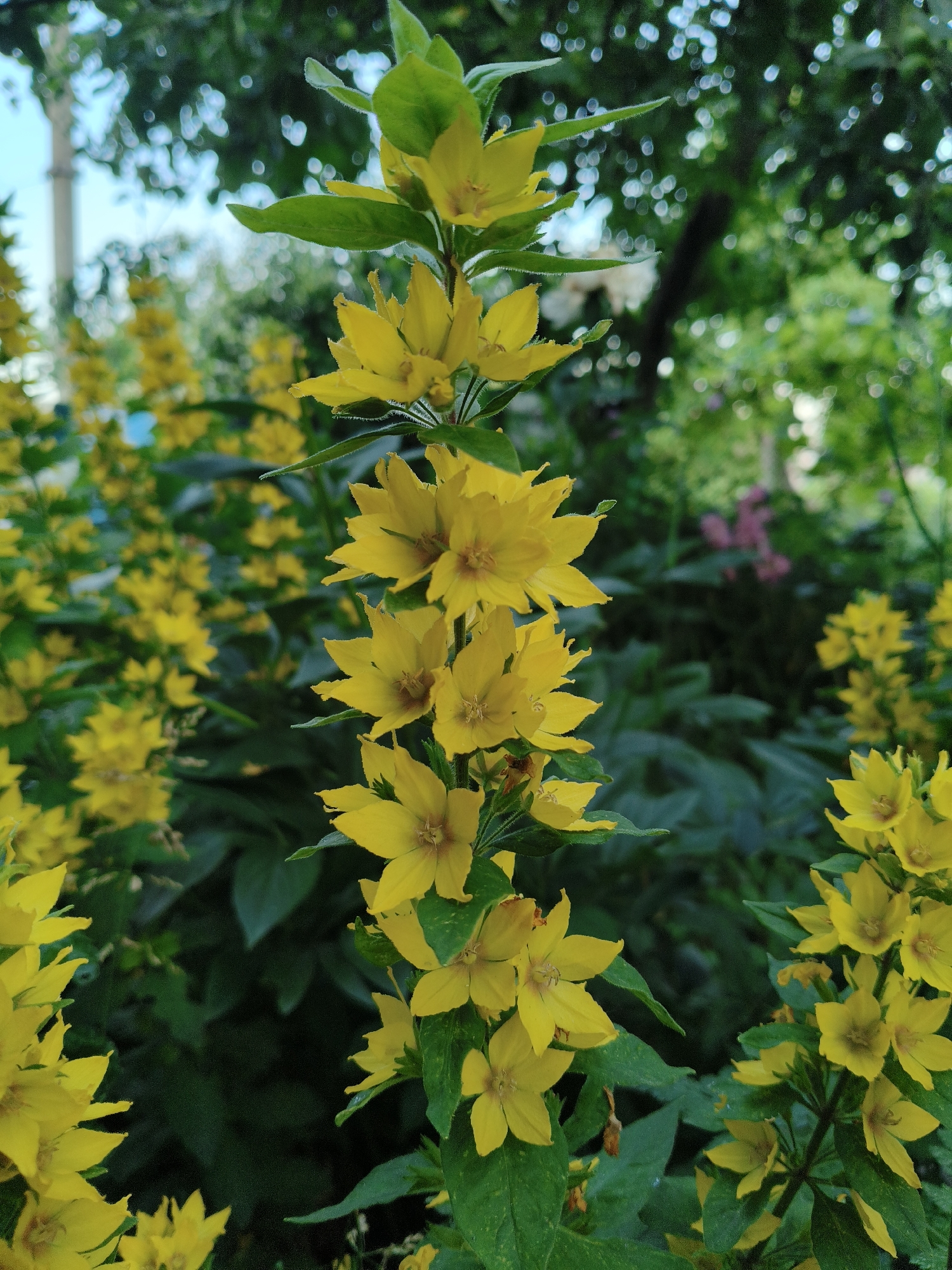 This is a medium-close-up shot of a cluster of bright yellow flowers with green leaves, captured outdoors. The flowers are star-shaped with five petals and a darker center. They grow on tall stems, with many blooms tightly packed together along the top portion of the central stem, and more scattered lower down. The background is a soft blur of green foliage and some out-of-focus bokeh lights, suggesting a garden or wooded area. The lighting appears natural, likely daytime, with some dappled light filtering through. The overall mood is peaceful and natural, highlighting the beauty of the flora. There is no text visible in the image.